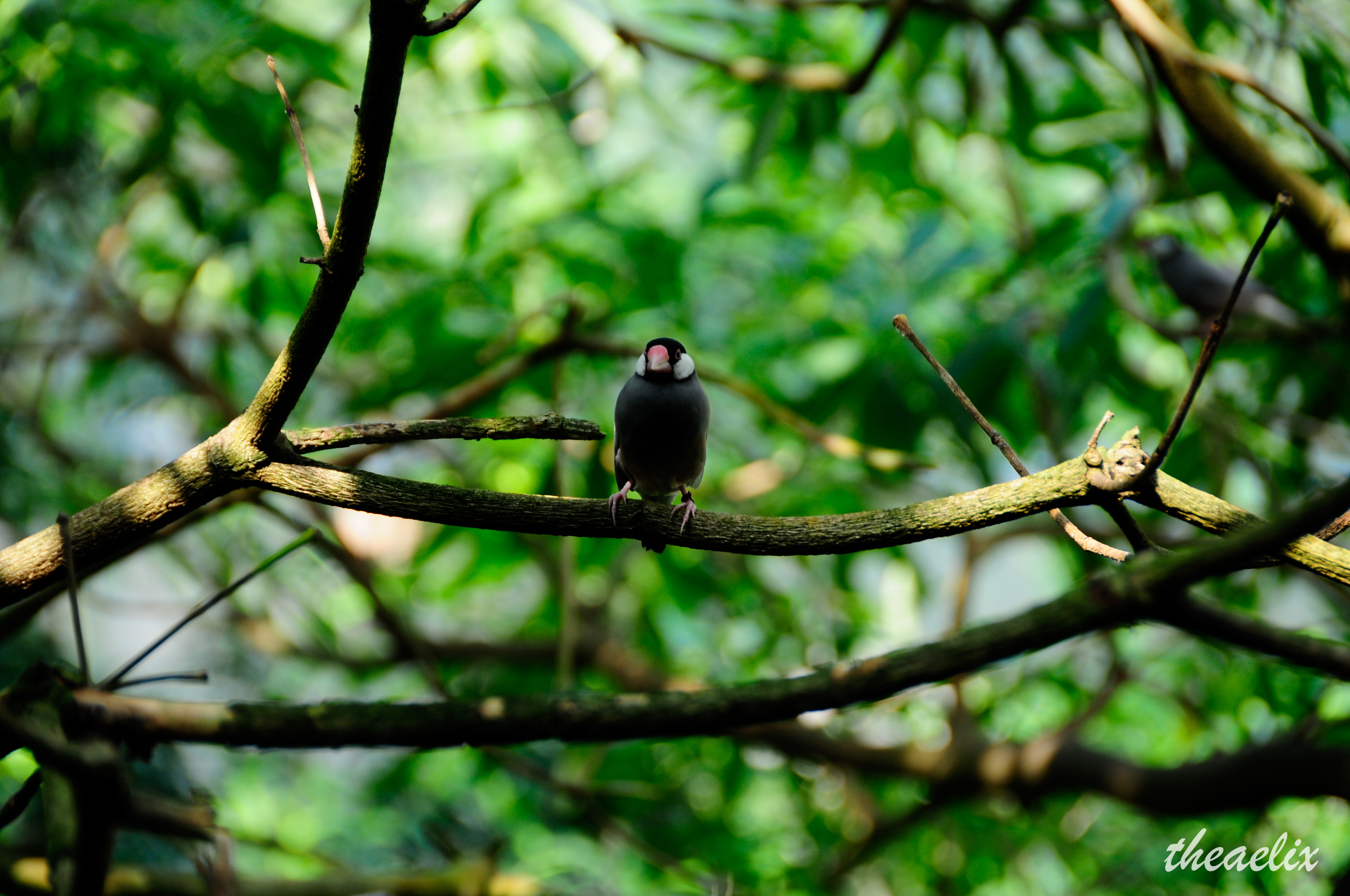 smooth, blur, animals, bird, branches, is sitting, sits 4K Ultra