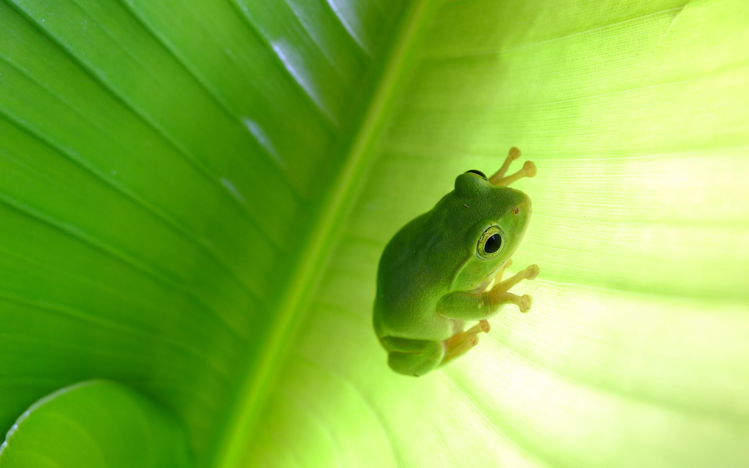 tree frog, animal, frogs