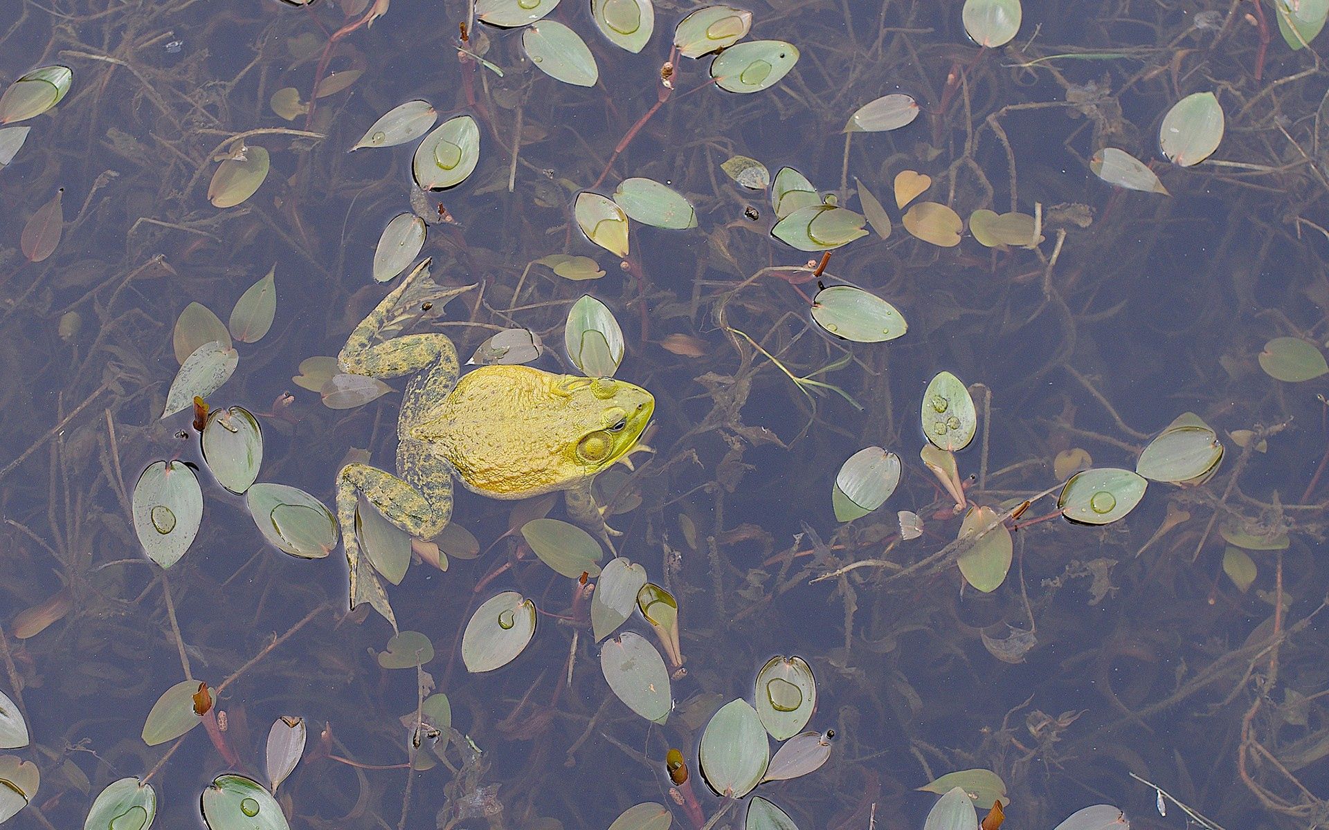 Windows Backgrounds animals, leaves, to swim, swim, frog