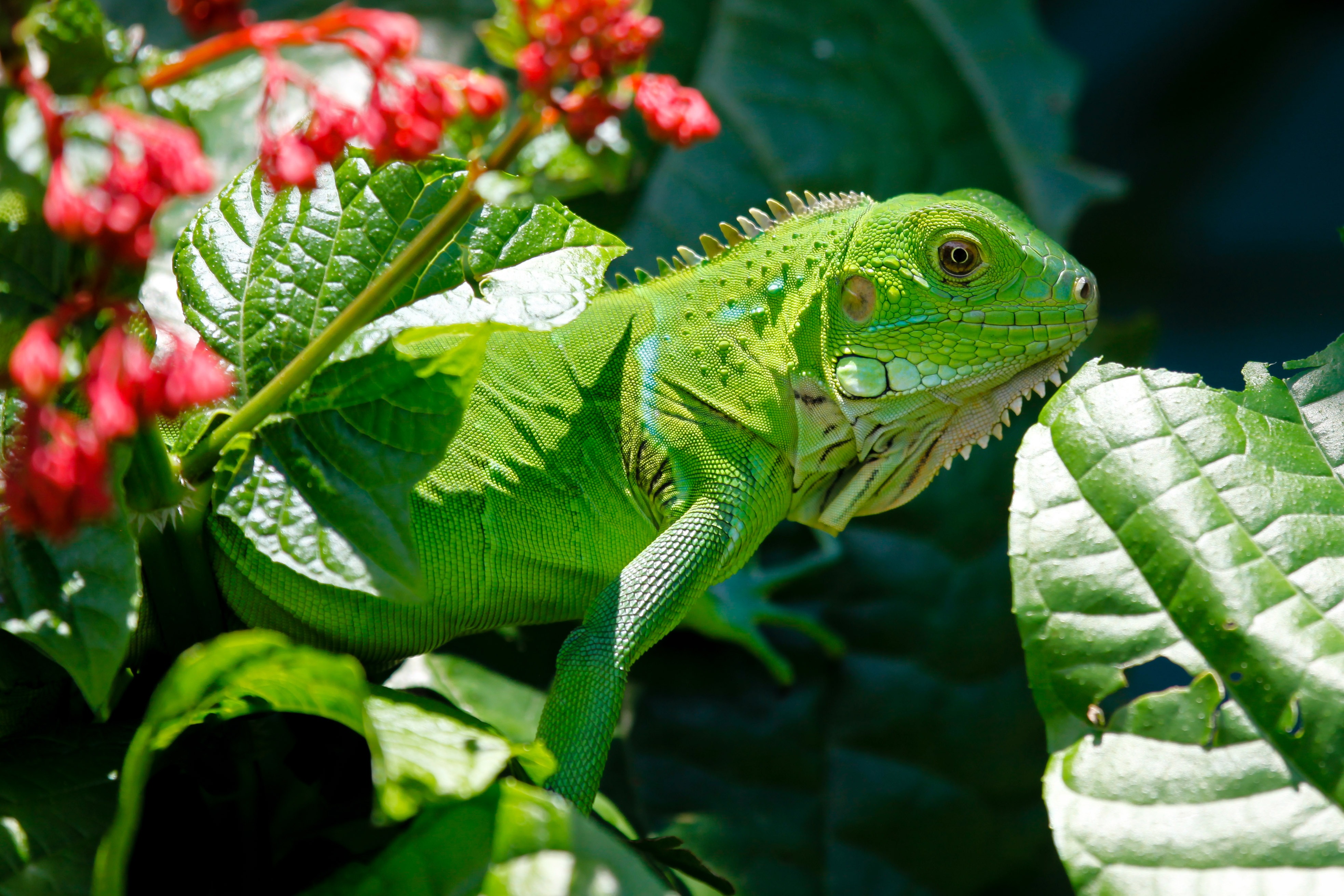 Handy-Wallpaper Eidechse, Reptile, Leguan, Iguana, Tiere, Blumen, Blätter, Reptil kostenlos herunterladen.