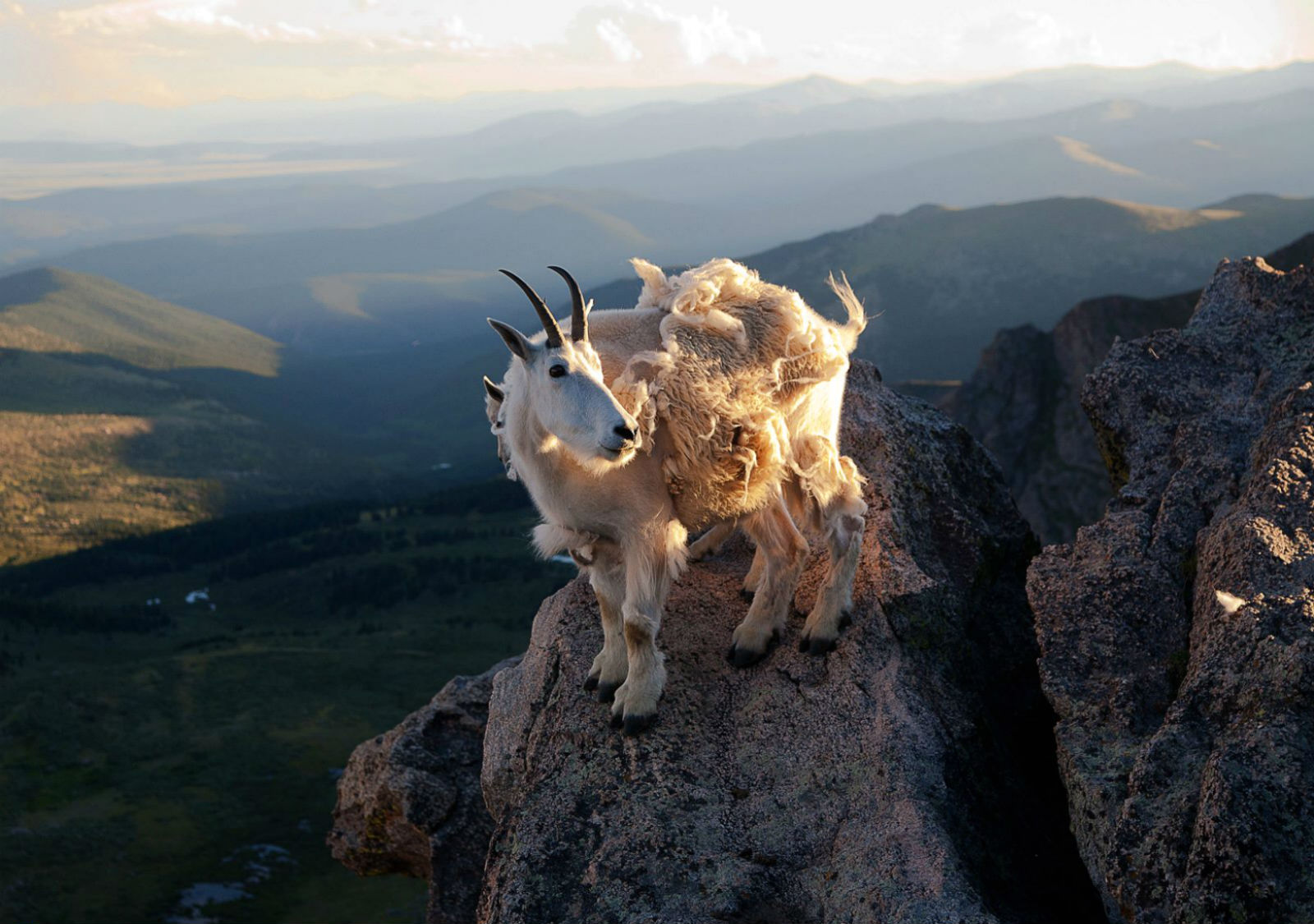Lock Screen Mountain Goat