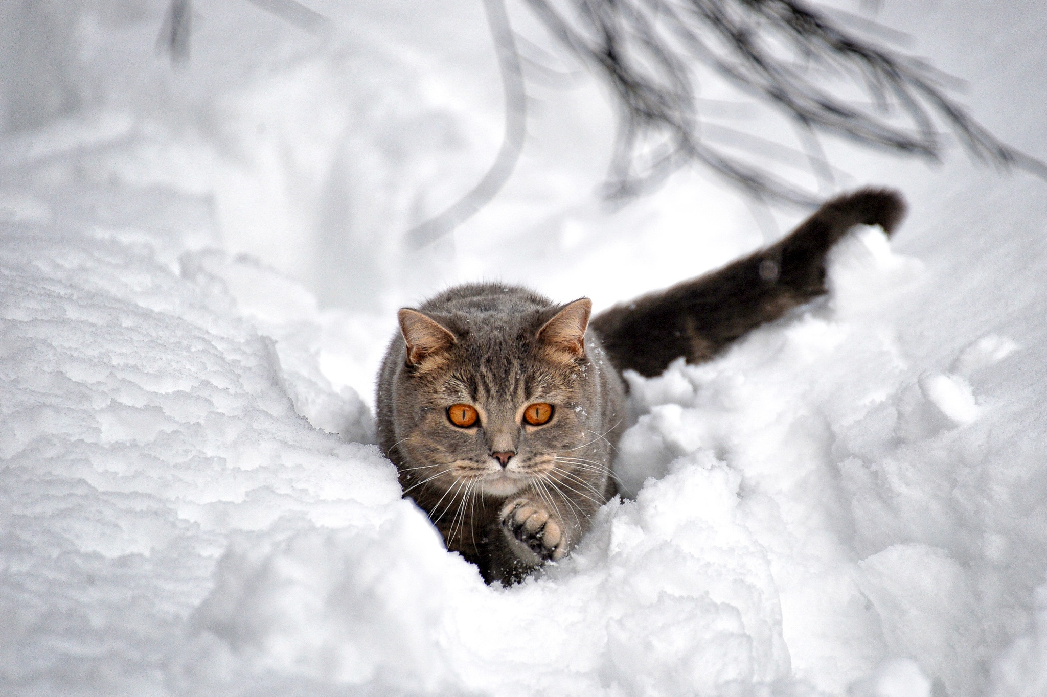Аляскинский снежный кот