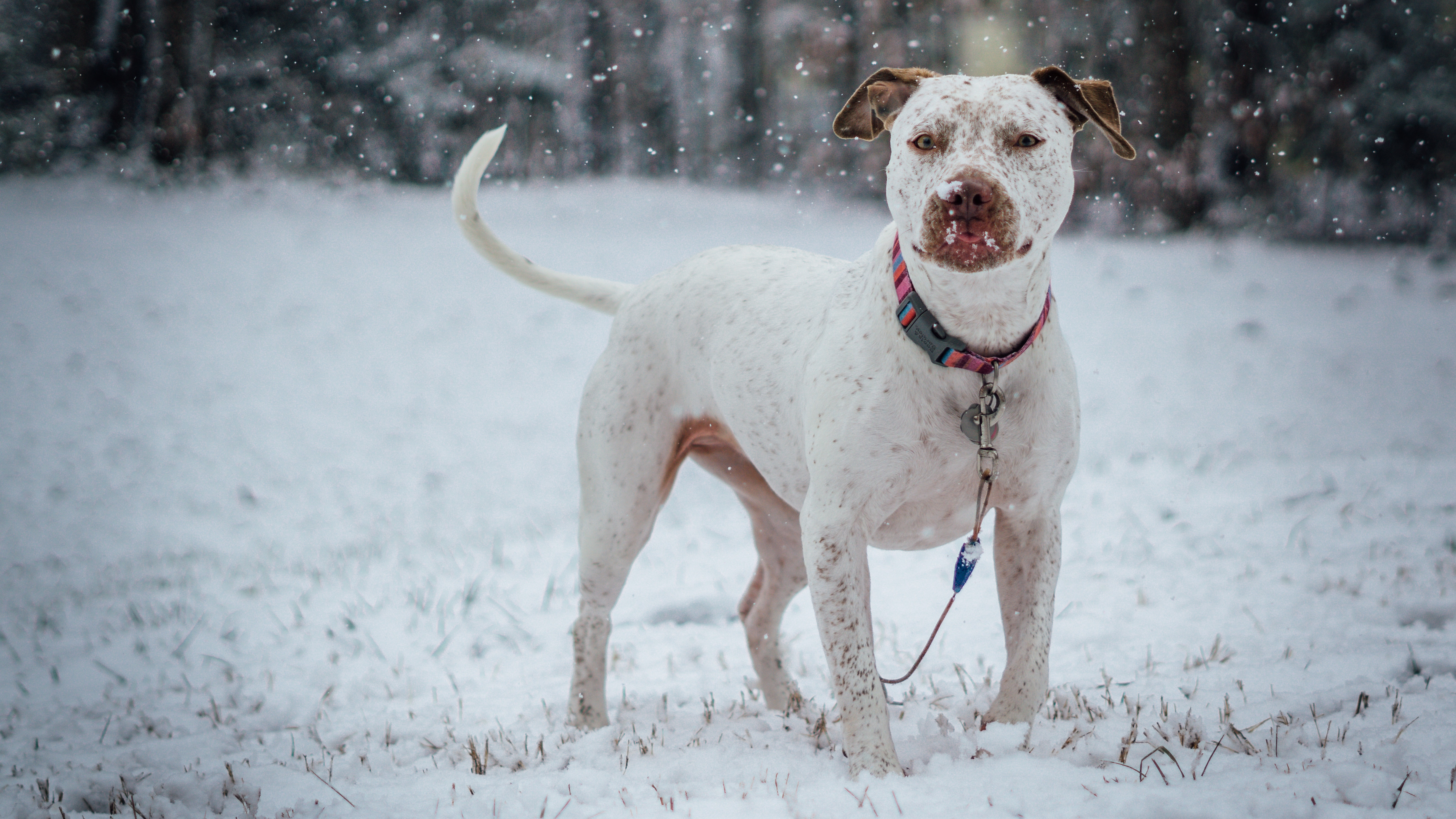 Download mobile wallpaper Collar, Pit Bull Terrier, Pitbull Terrier, Snow, Dog, Animals for free.