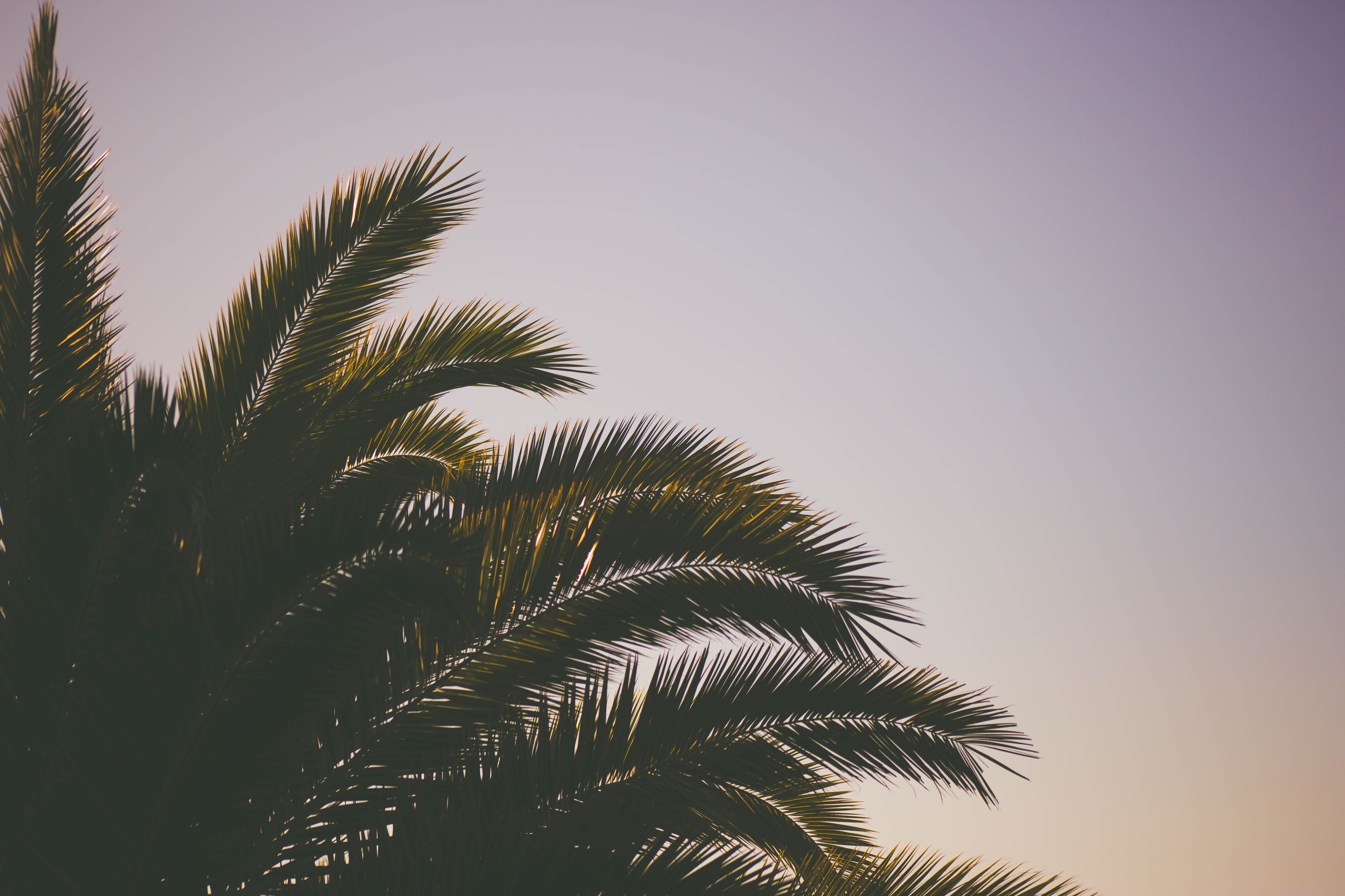 Download mobile wallpaper Branches, Nature, Sky, Palm for free.