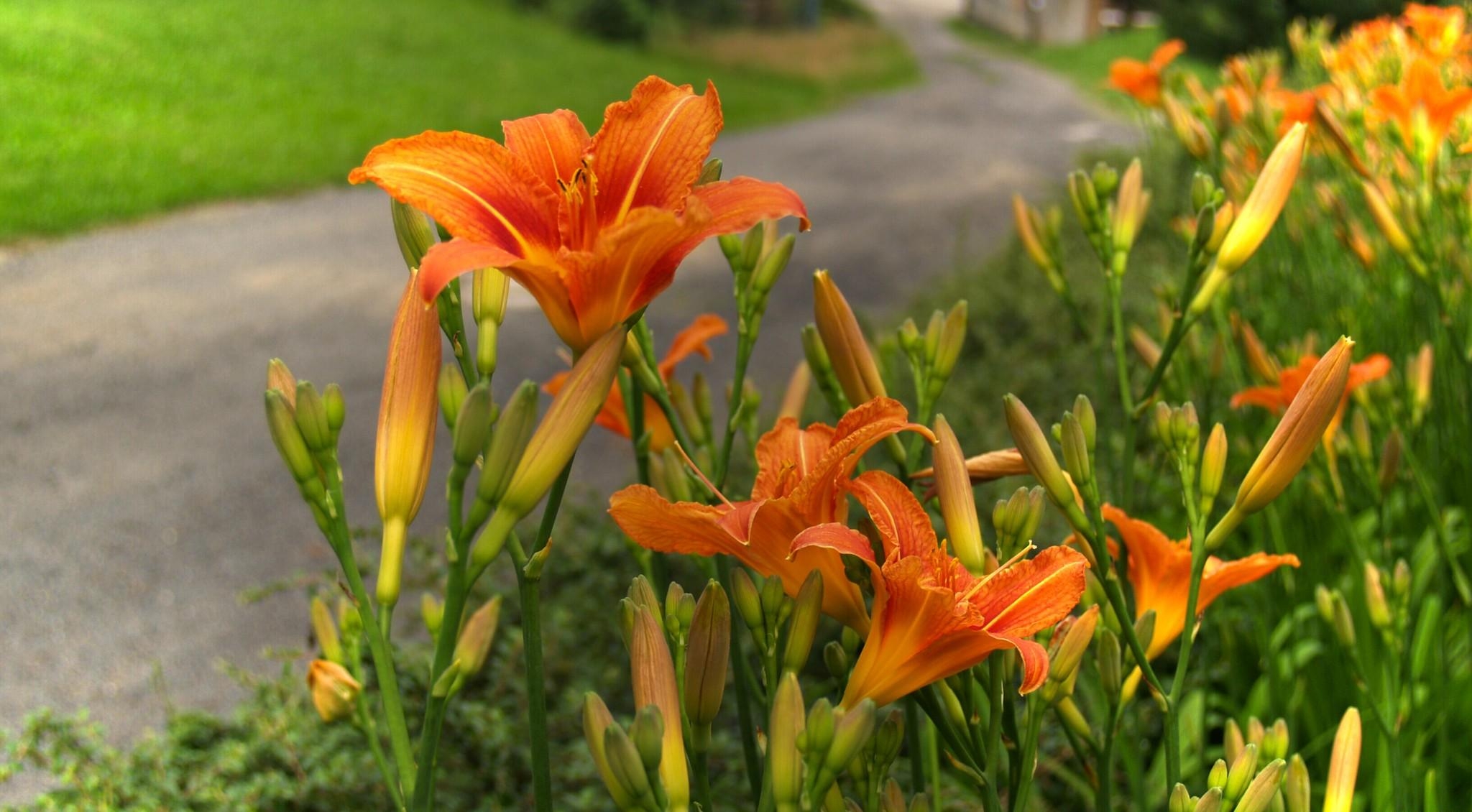 Download mobile wallpaper Flowers, Lilies, Smooth, Road, Blur for free.