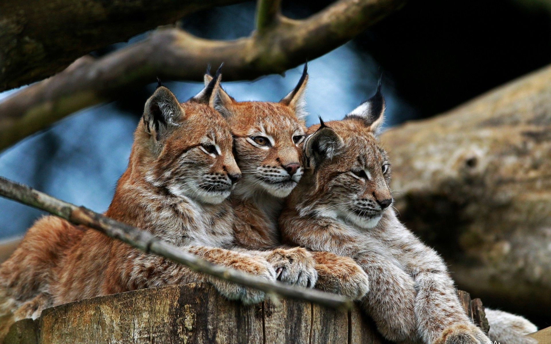 bobcats, lie, animals, to lie down, hide, three Aesthetic wallpaper