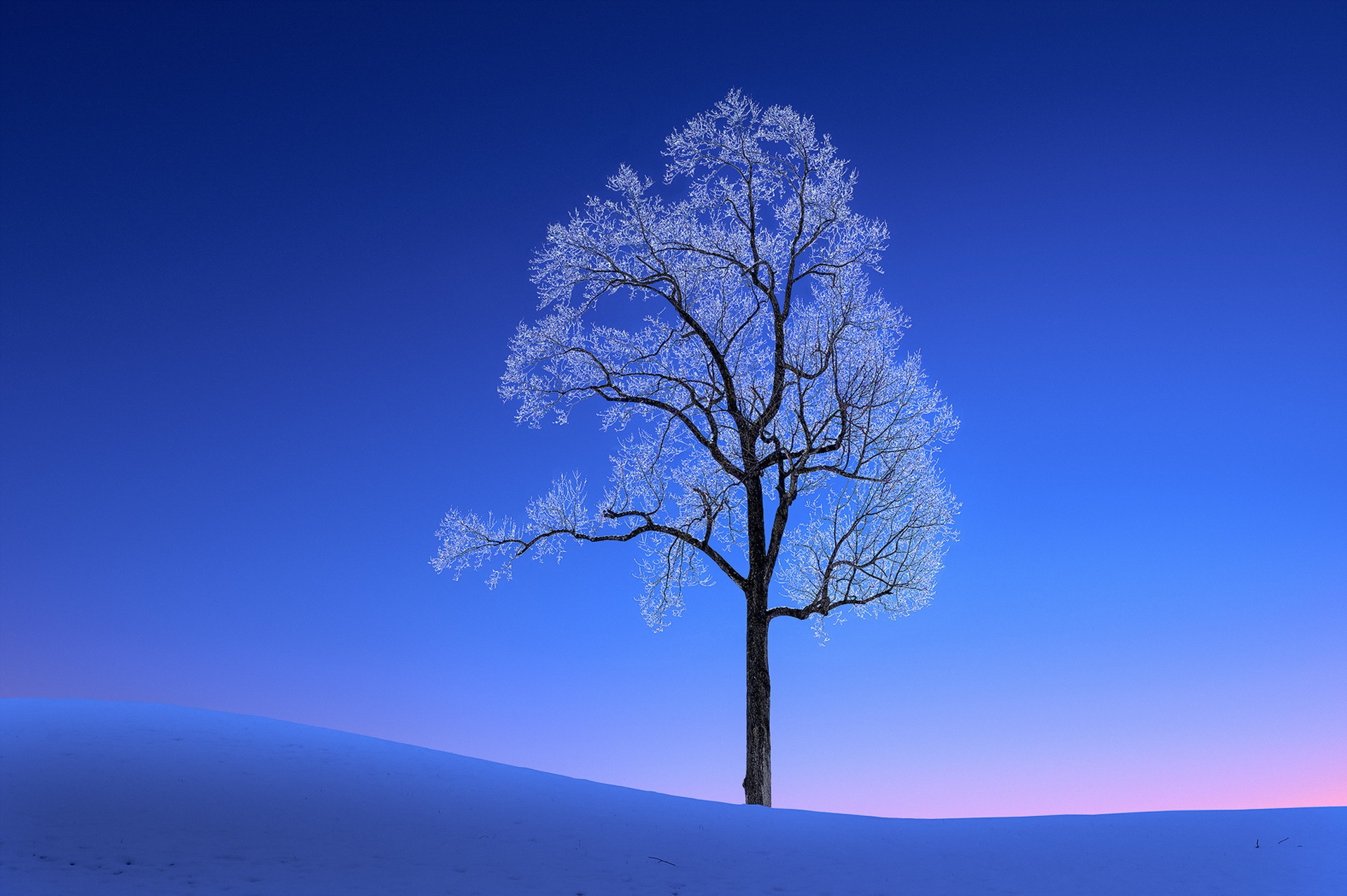 Дерево на голубом небе
