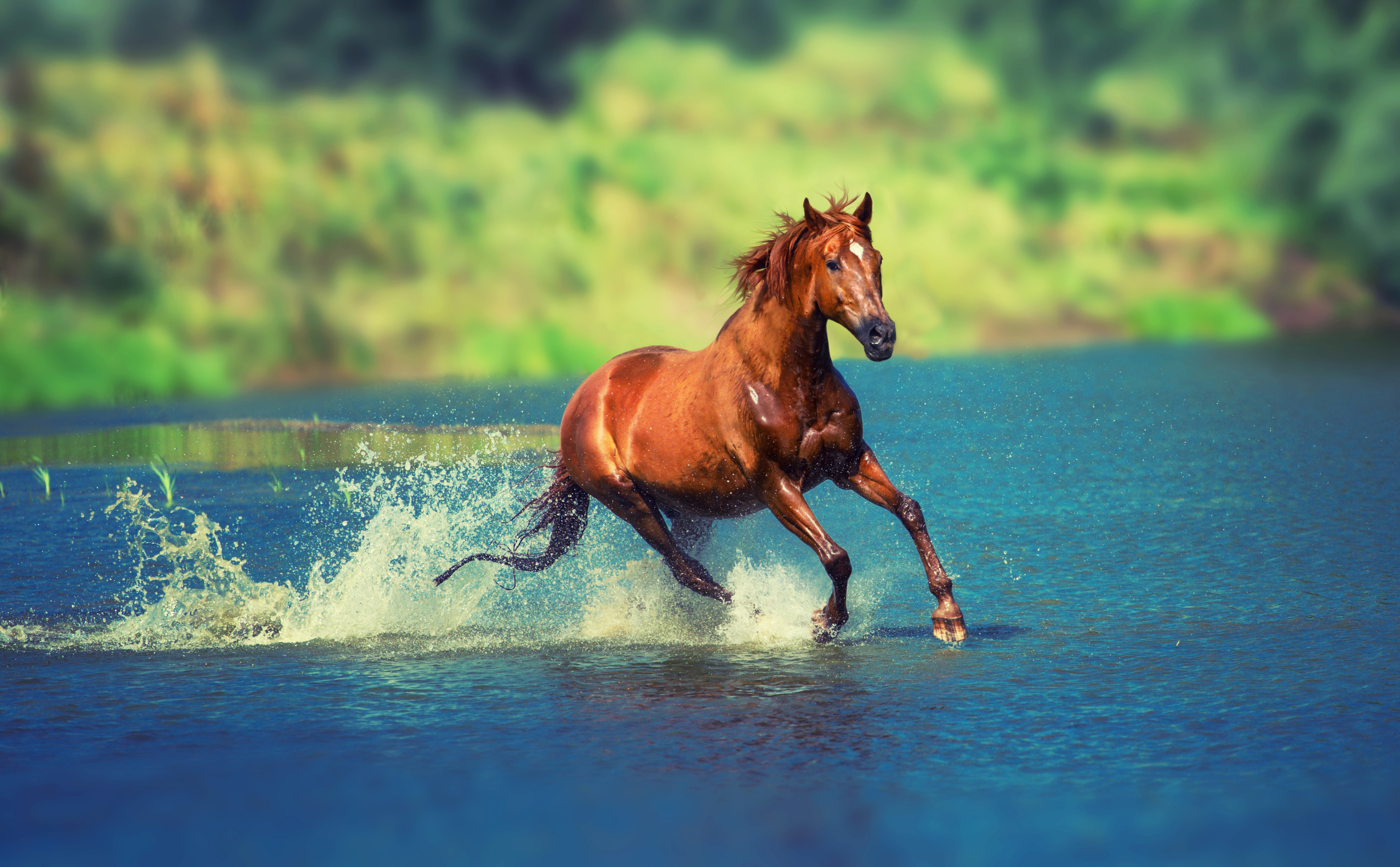 Картинки лошадей на заставку. Лошадь бежит. Лошади на природе. Красивые лошади. Лошадь бежит по воде.