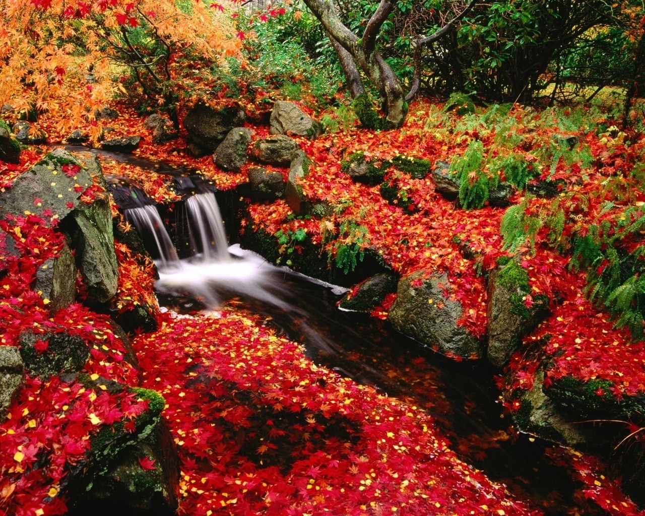 無料モバイル壁紙植物, 川, 葉, 風景, 秋をダウンロードします。