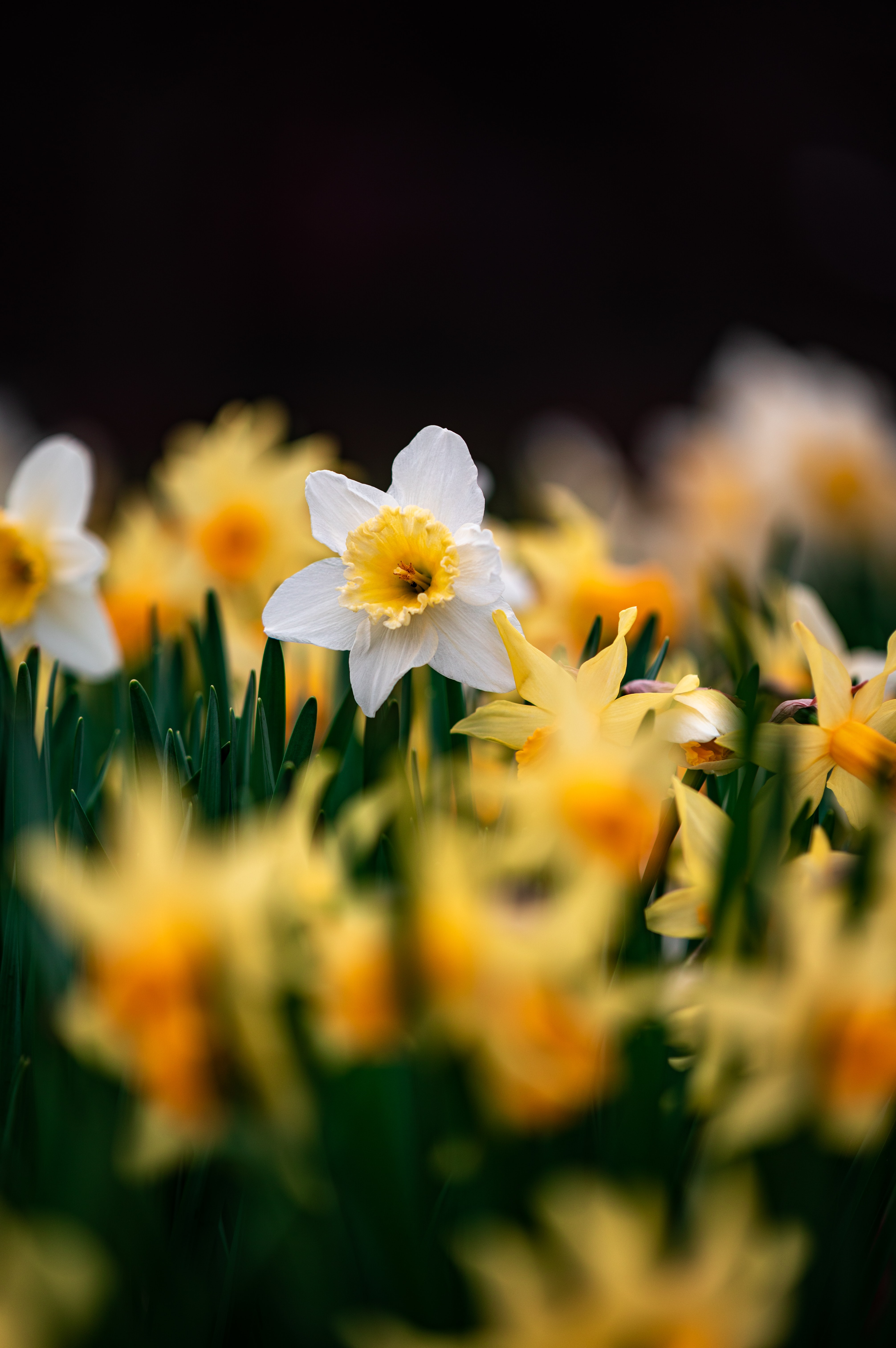 Free download wallpaper Flowers, Narcissussi, Macro, Focus on your PC desktop