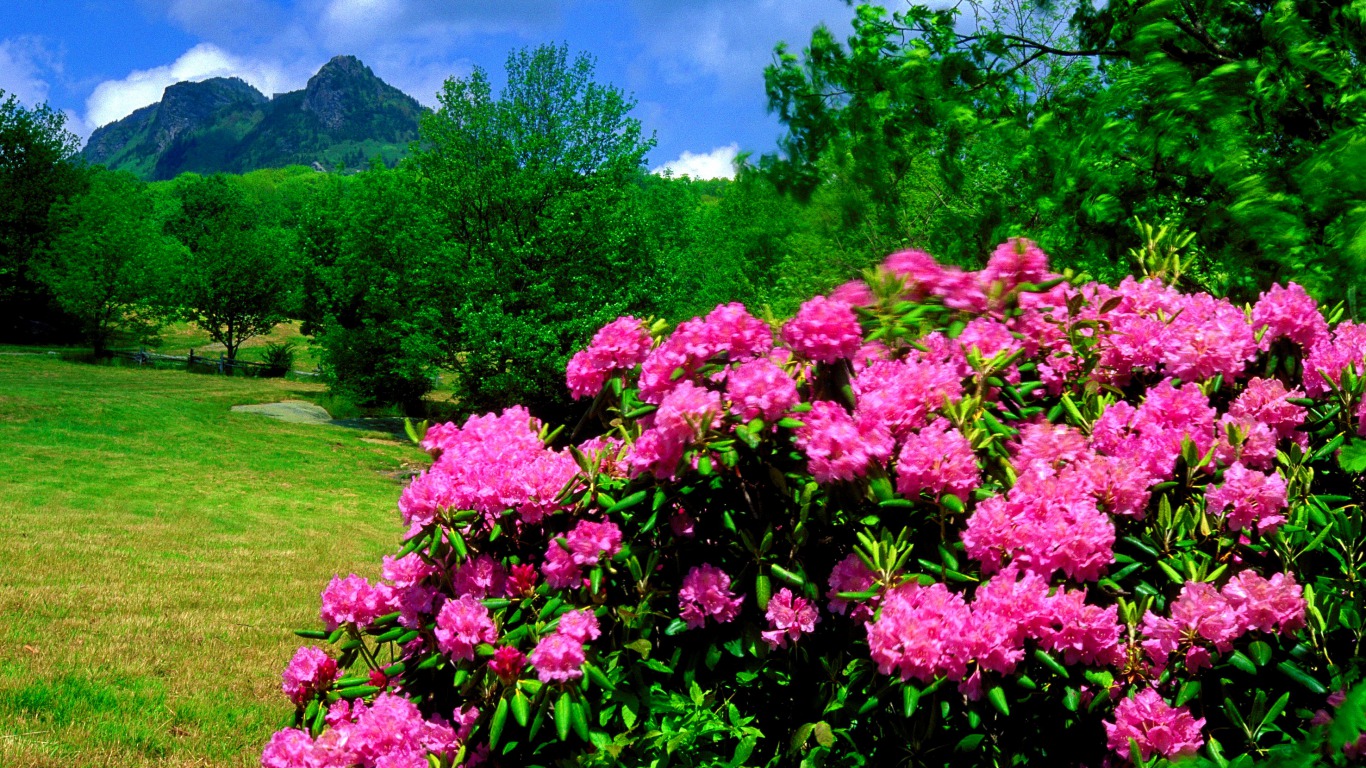 307378 télécharger l'image fleur rose, terre/nature, rhododendron, fleurs - fonds d'écran et économiseurs d'écran gratuits