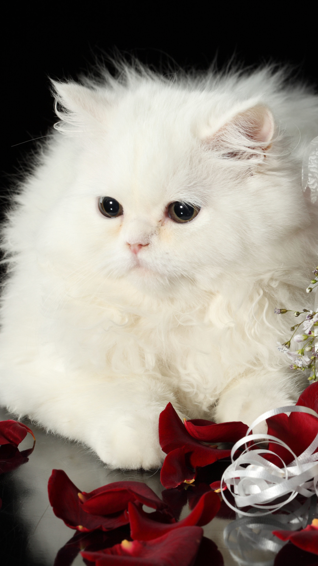 Милые котята белые пушистые