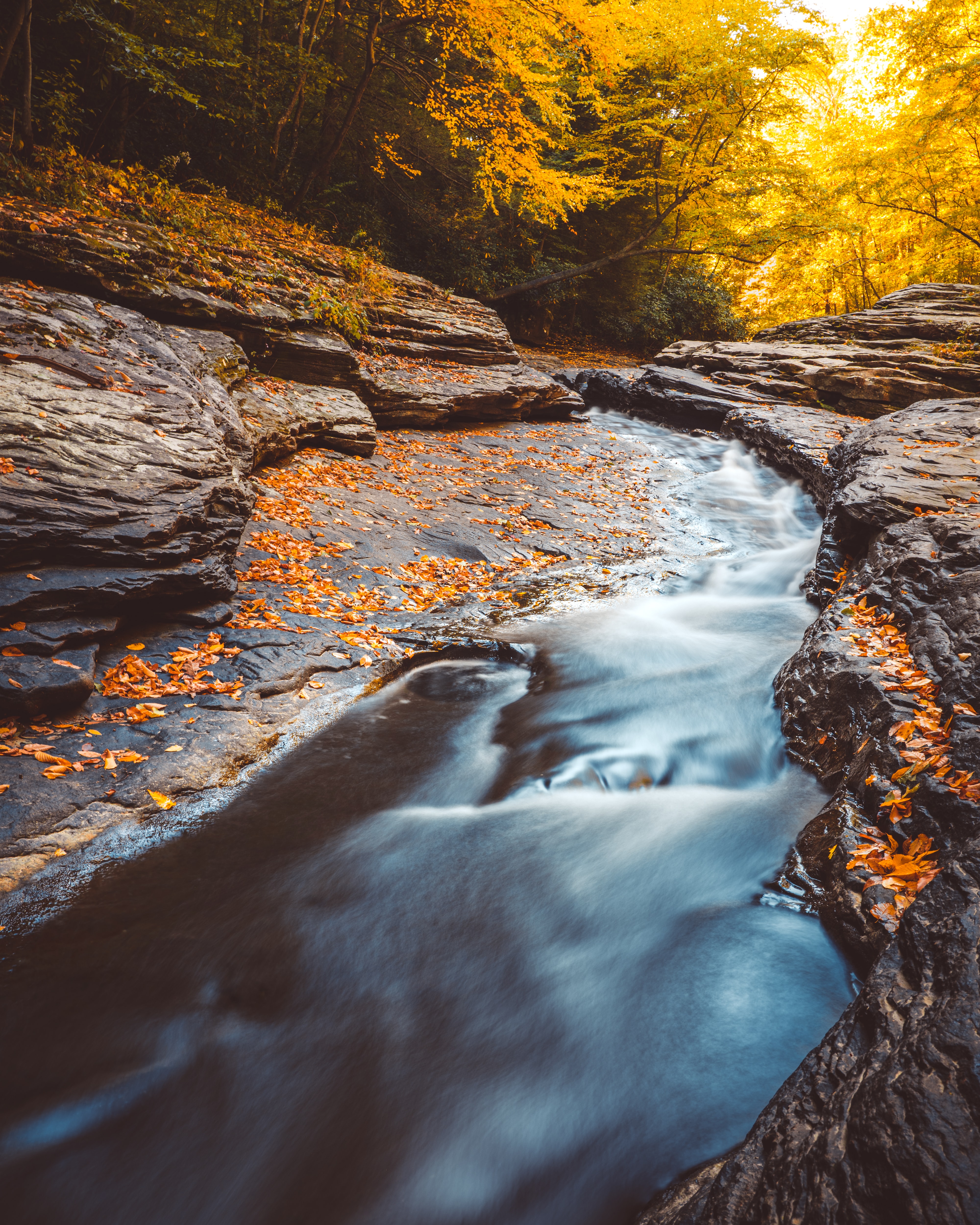 nature, water, trees, autumn, creek, brook, fallen leaves, fallen foliage 4K, Ultra HD