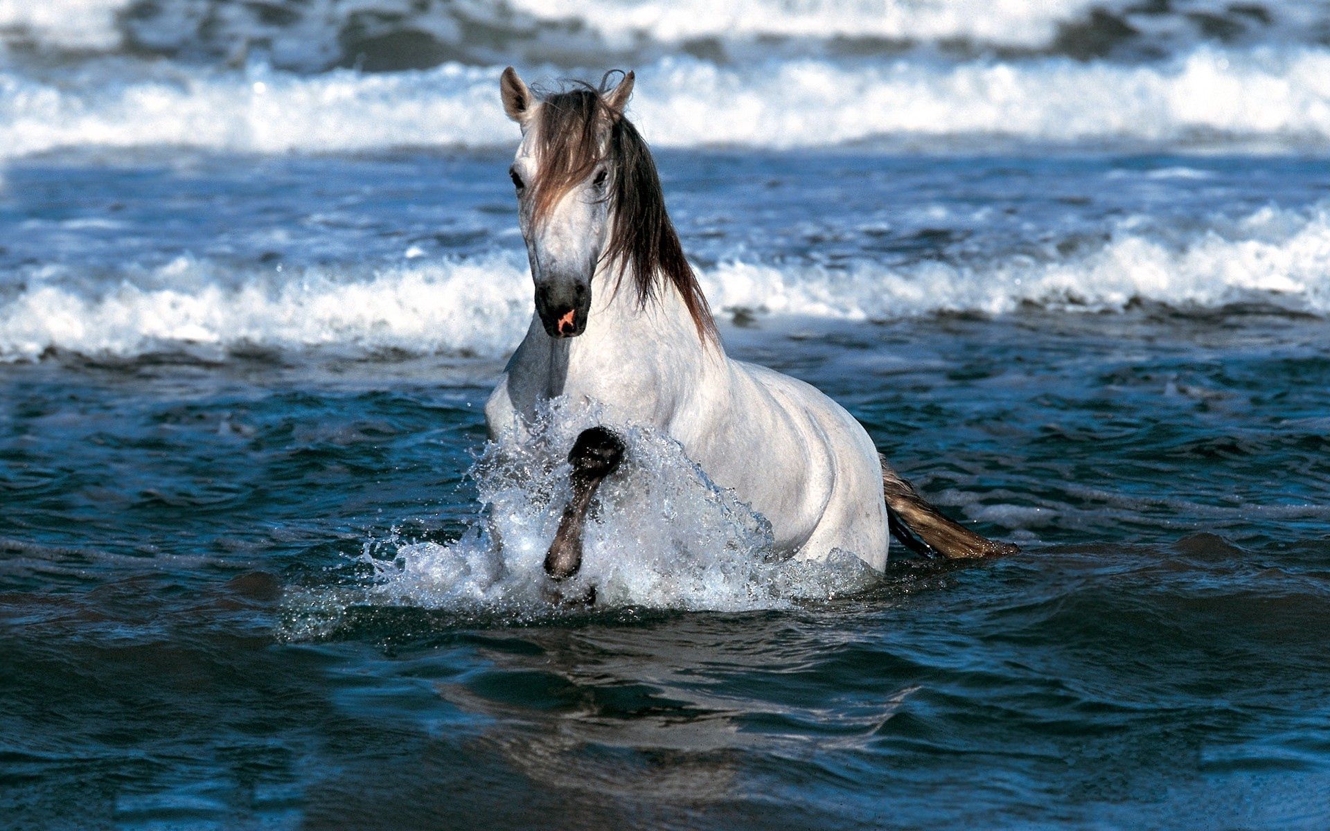 Download mobile wallpaper Bounce, Jump, Animals, Sea, Horse, Water for free.