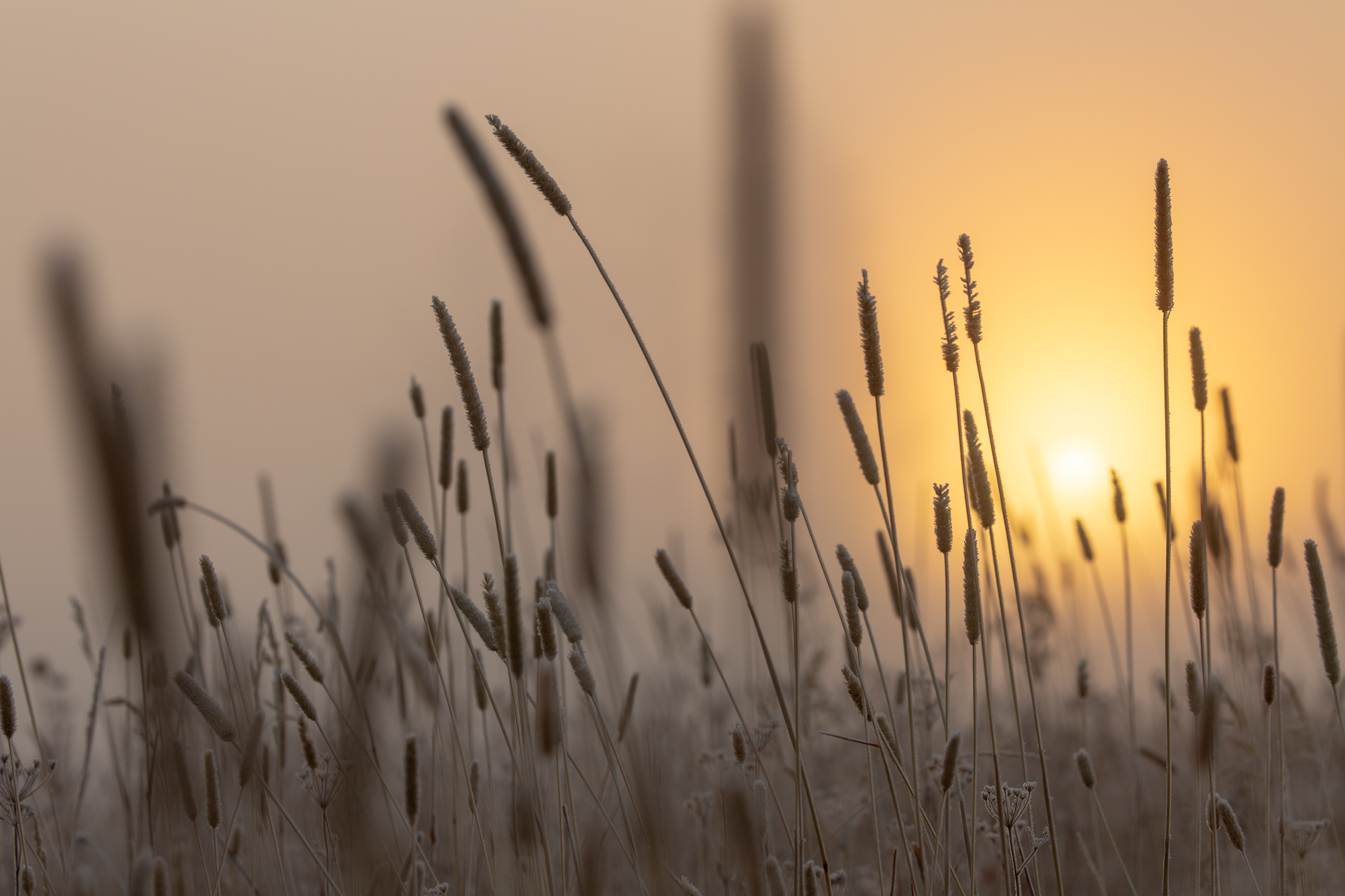 grass, nature, sun, dawn, ear High Definition image