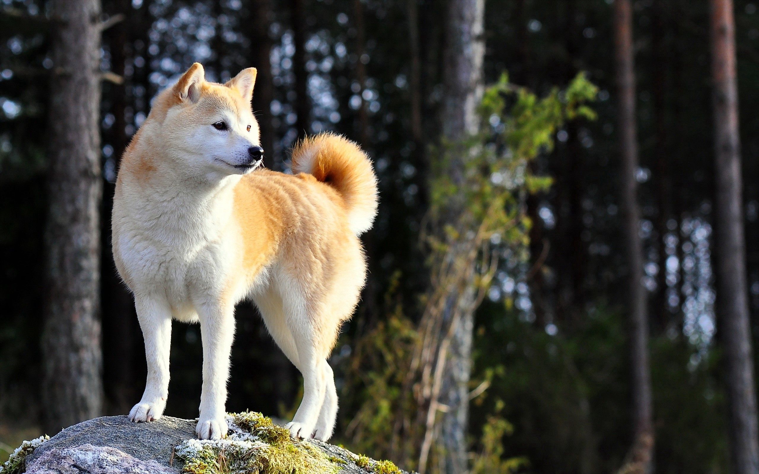 Laden Sie das Stehen, Stand, Akita Inu, Tiere, Natur, Hund-Bild kostenlos auf Ihren PC-Desktop herunter
