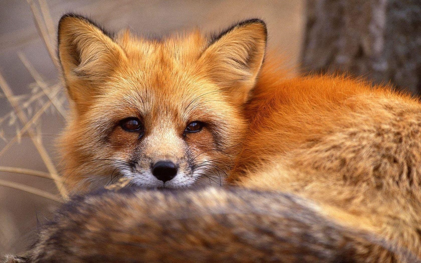 animals, fox, to lie down, lie, relaxation, rest, tail, fur Image for desktop