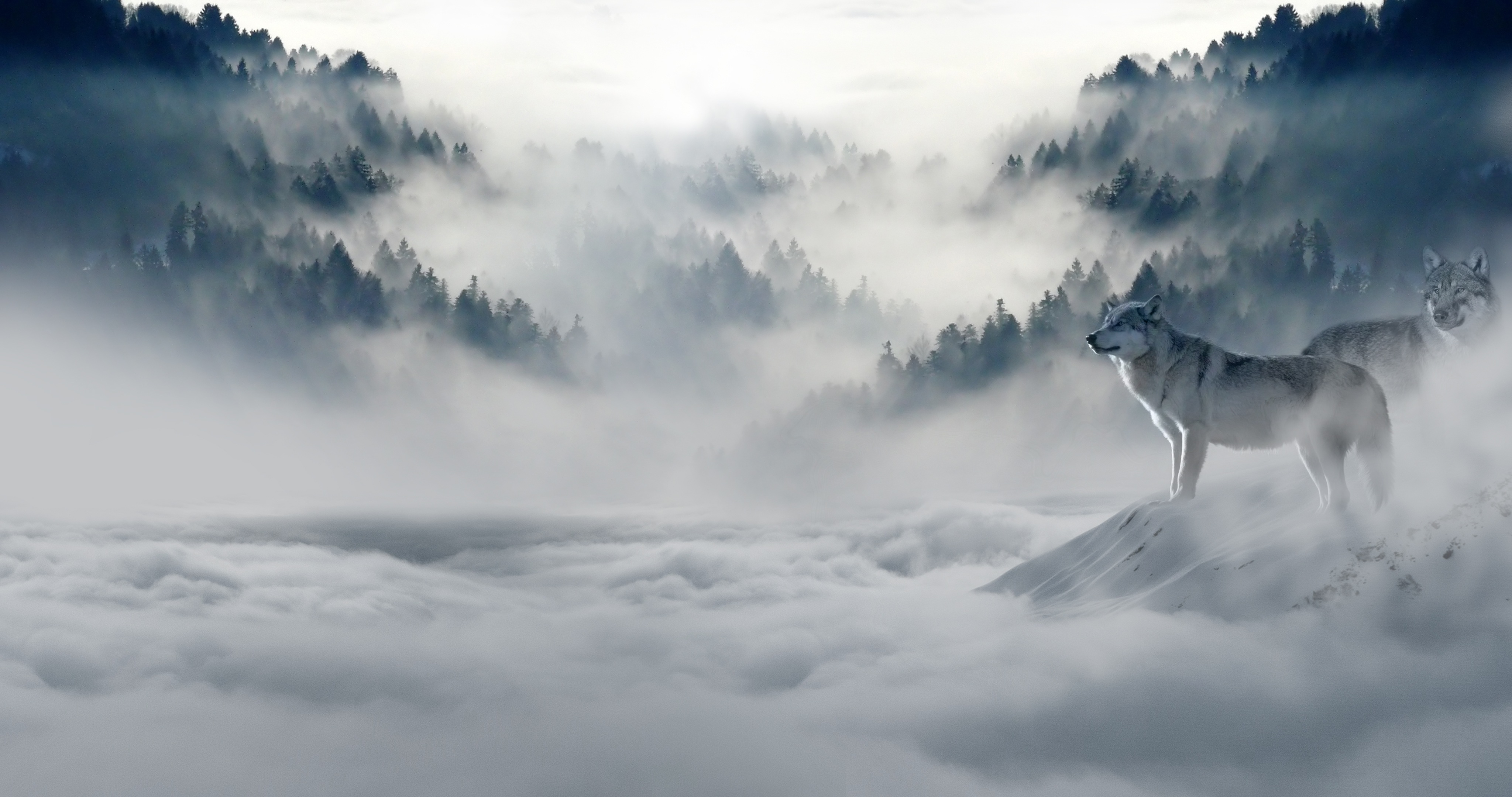 107515 Hintergrundbild herunterladen wölfe, mountains, schnee, tiere, nebel, wolf, raubtiere - Bildschirmschoner und Bilder kostenlos