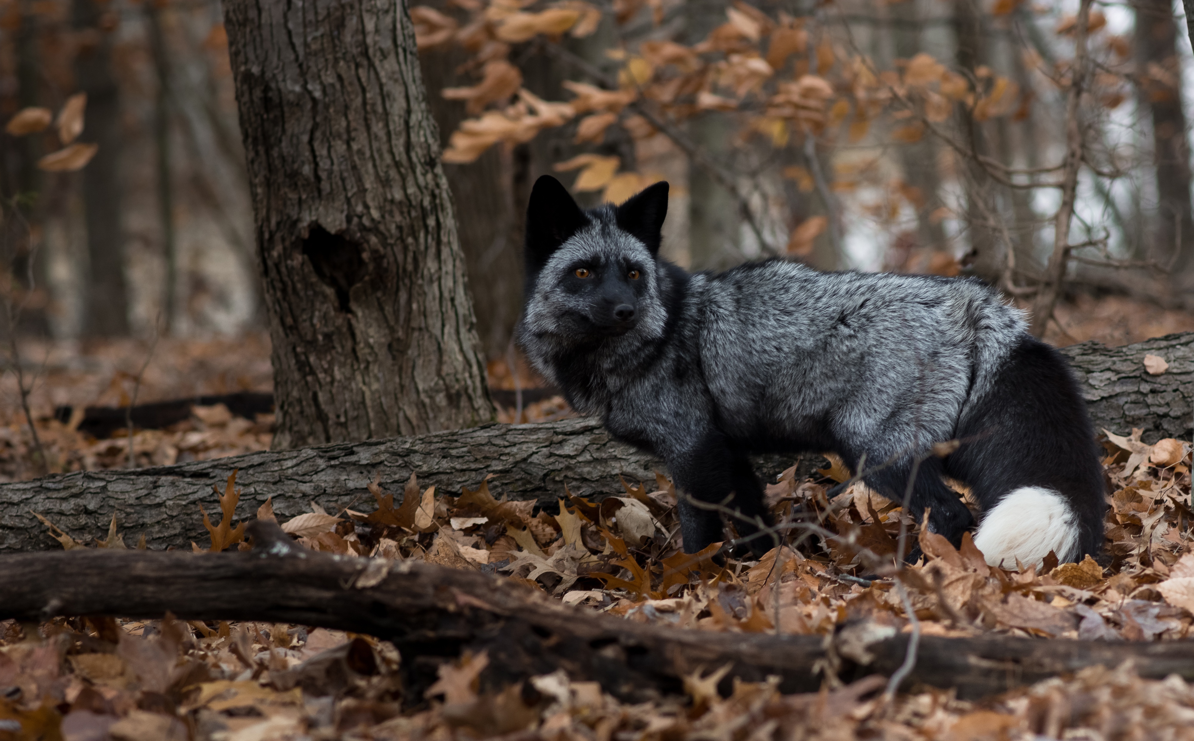 collection of best Silver Fox (Animal) HD wallpaper
