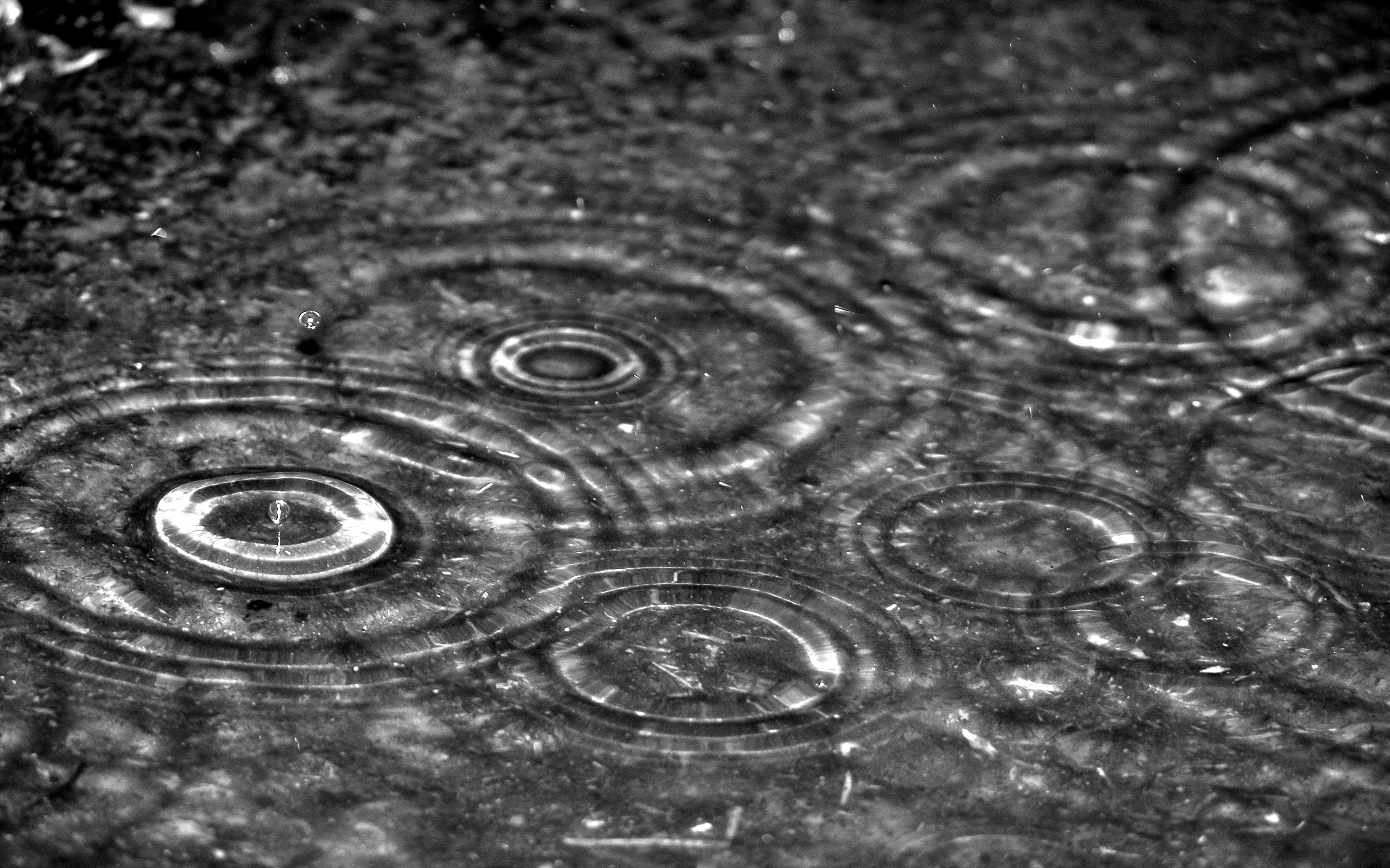rain, photography, black & white