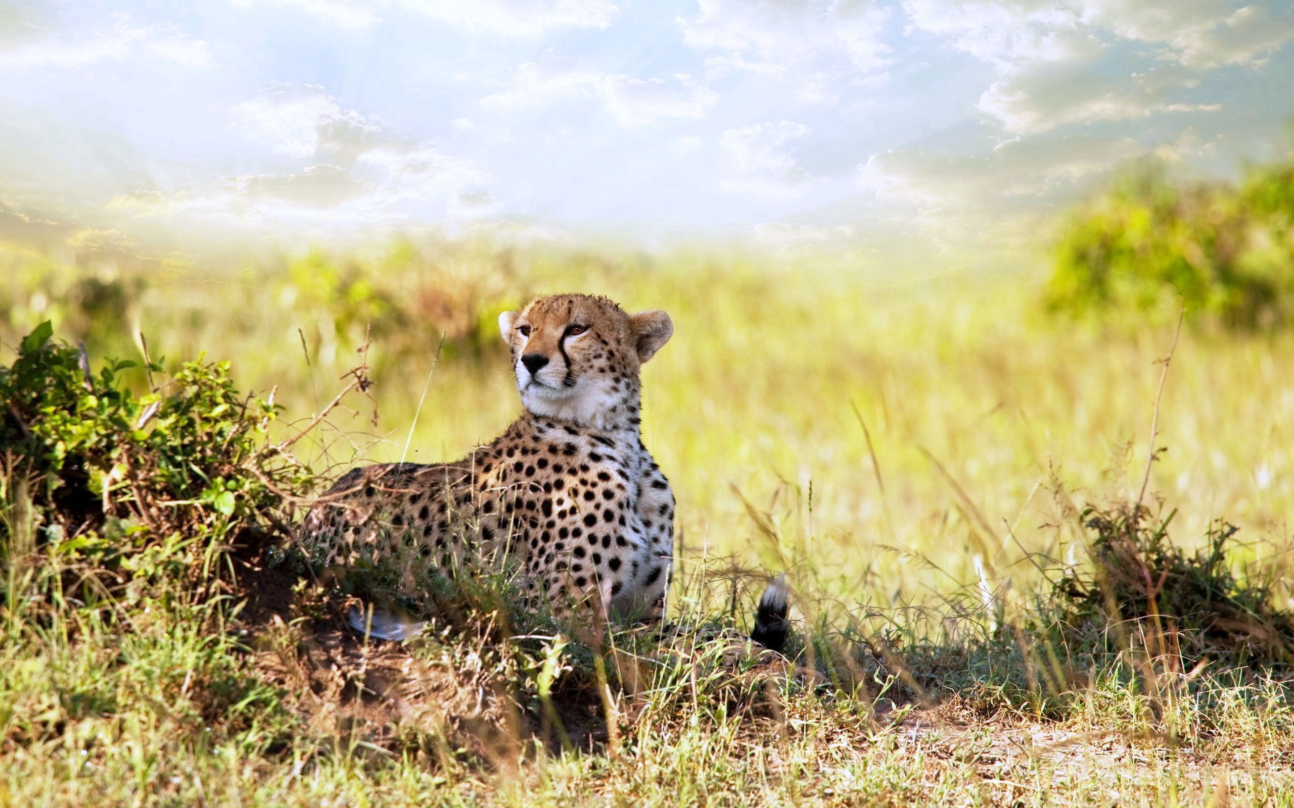 cheetah, animals, grass, to lie down, lie, predator desktop HD wallpaper