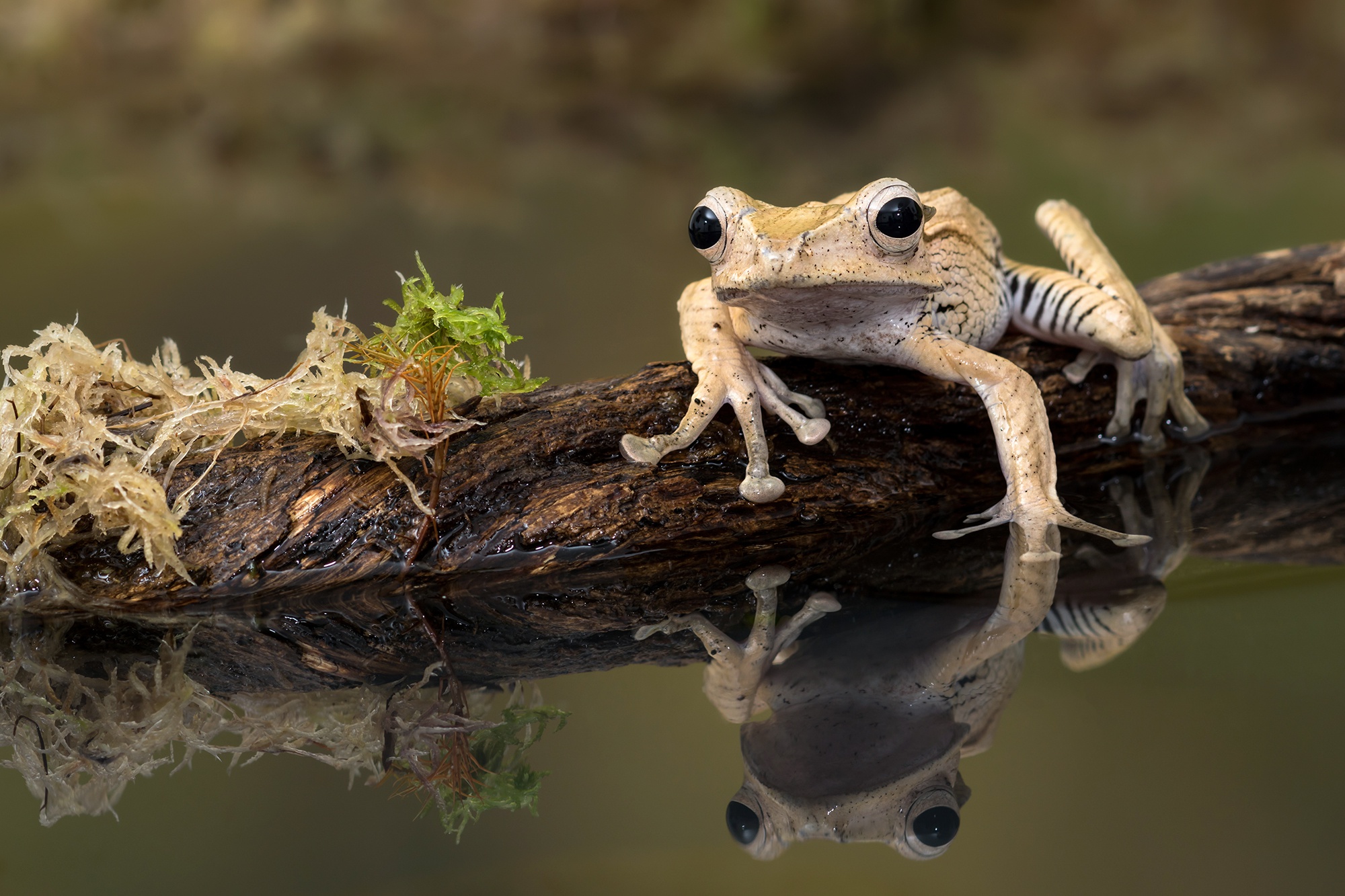 animal, frog, amphibian, reflection, water, frogs 4K, Ultra HD