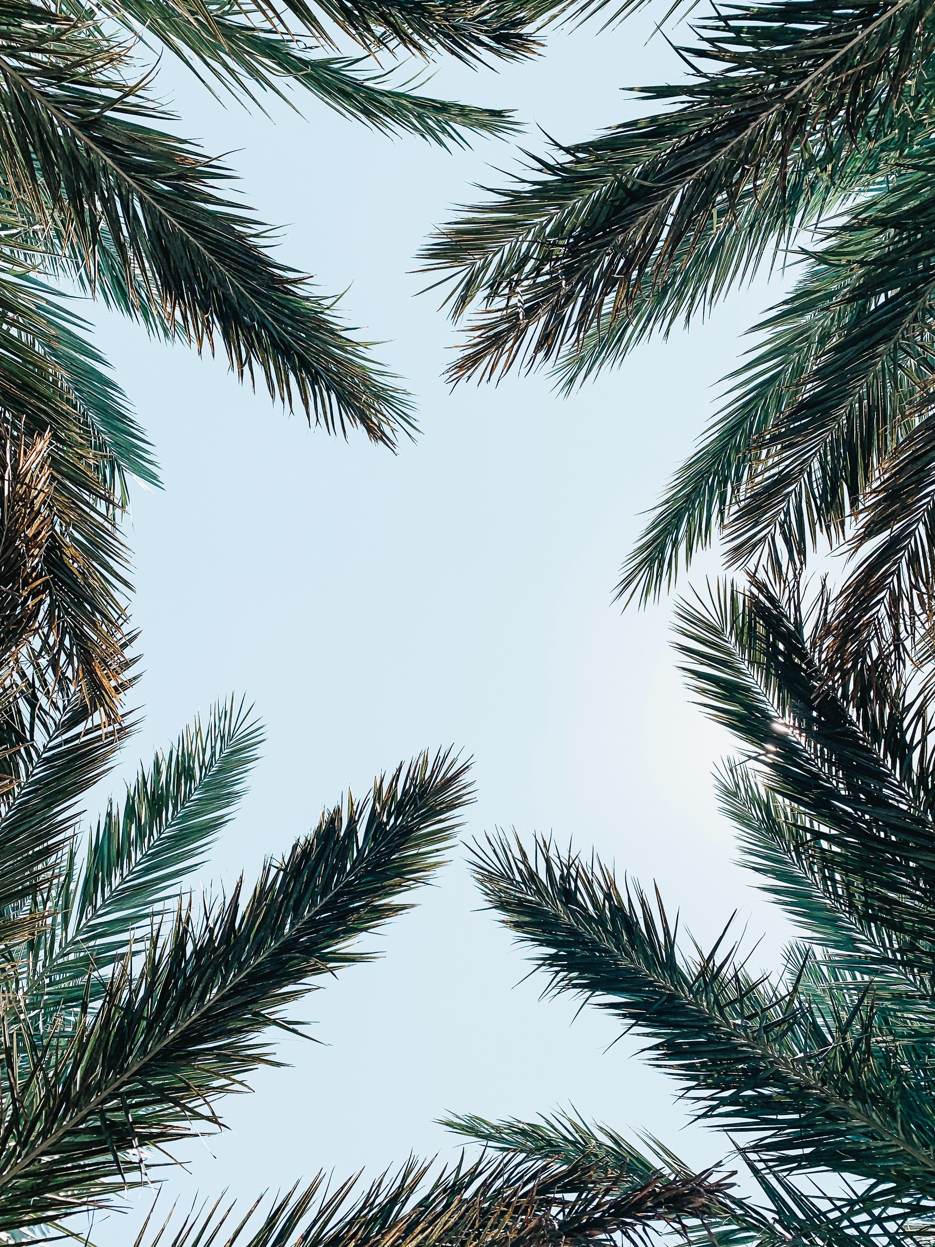 Download mobile wallpaper Palm, Branches, Sky, Bottom View, Leaves, Nature for free.
