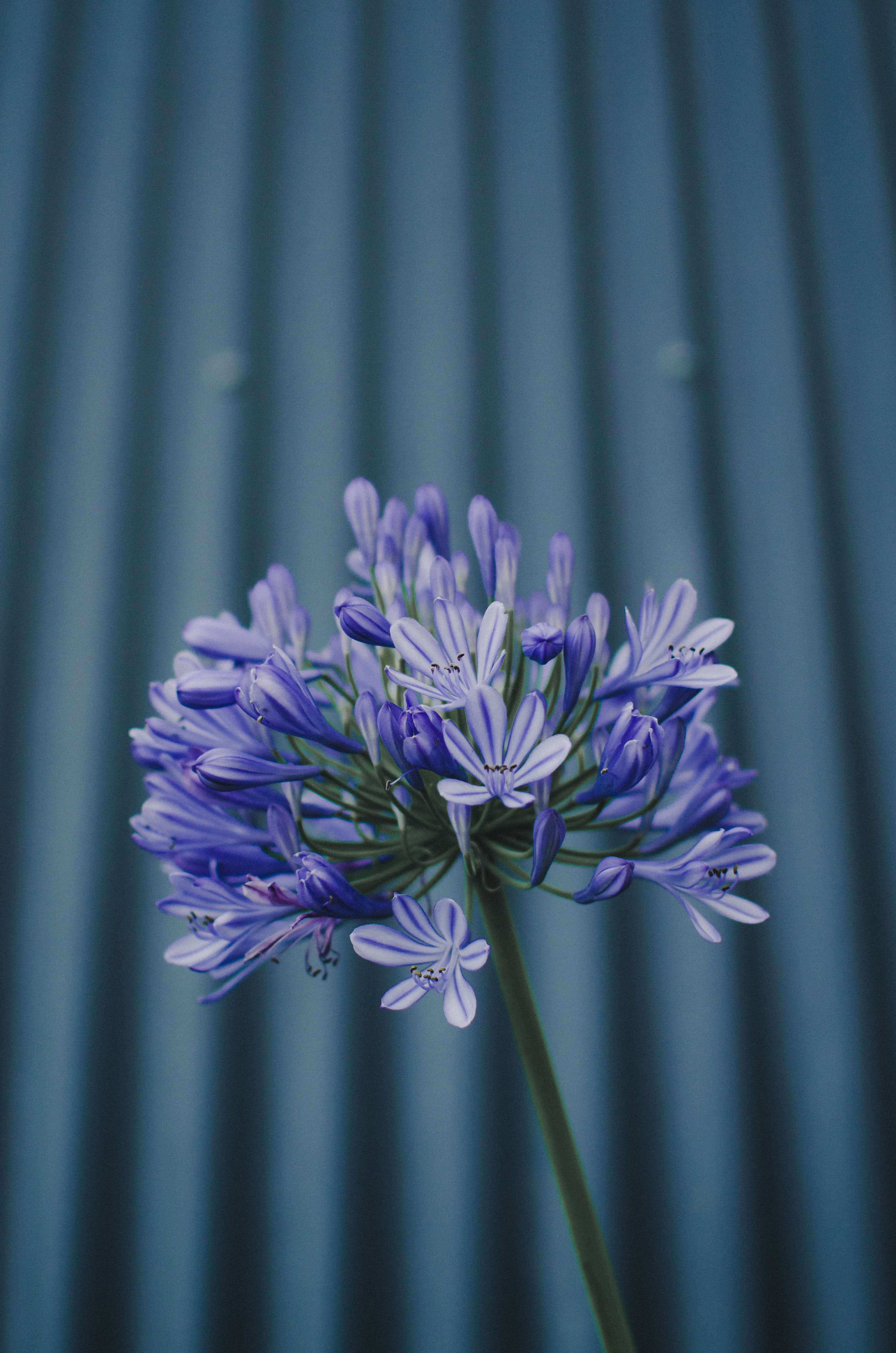 Download mobile wallpaper Plant, Violet, Flower, Flowers, Purple, Macro for free.