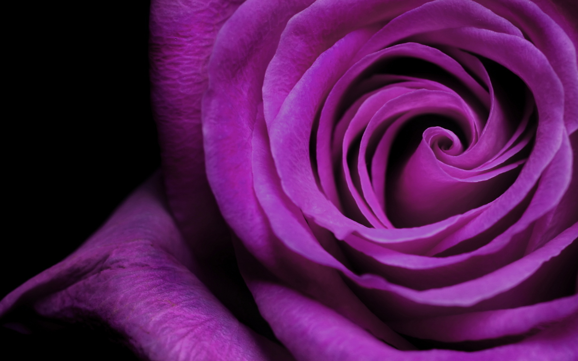Download mobile wallpaper Plants, Flowers, Violet, Roses, Background for free.