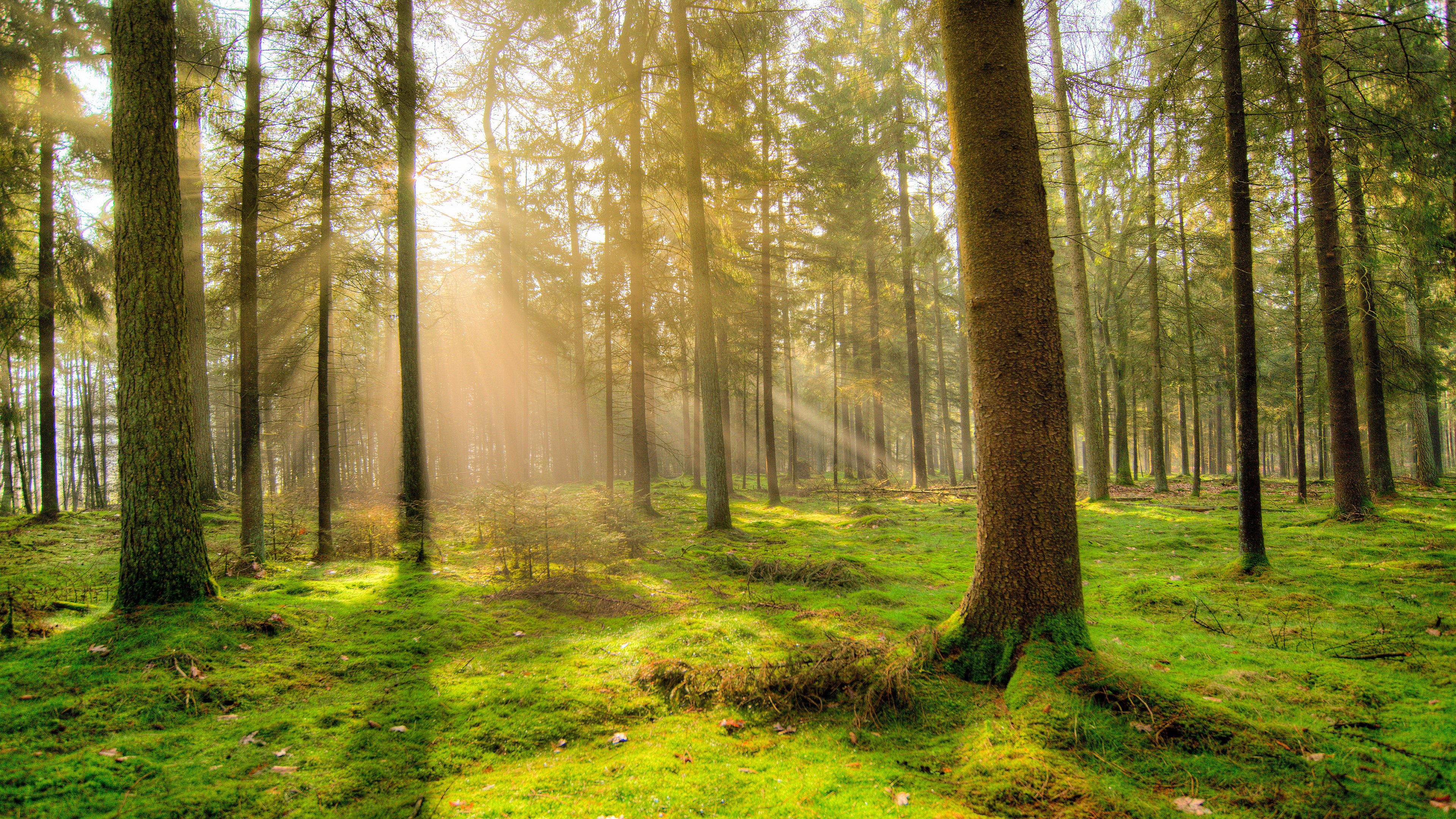 Хвойный солнечный. Сосновый лес. Утро в лесу. Деревья в лесу. Фото леса.