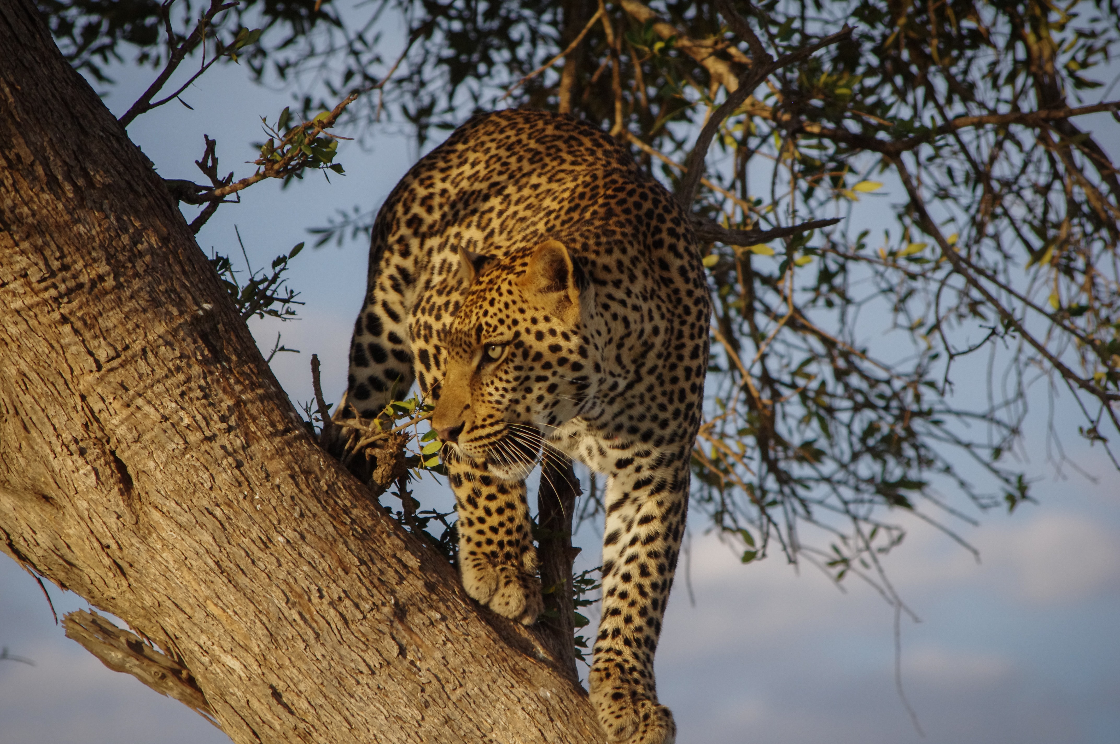 Download mobile wallpaper Leopard, Wood, Predator, Sight, Opinion, Animals, Tree, Big Cat for free.