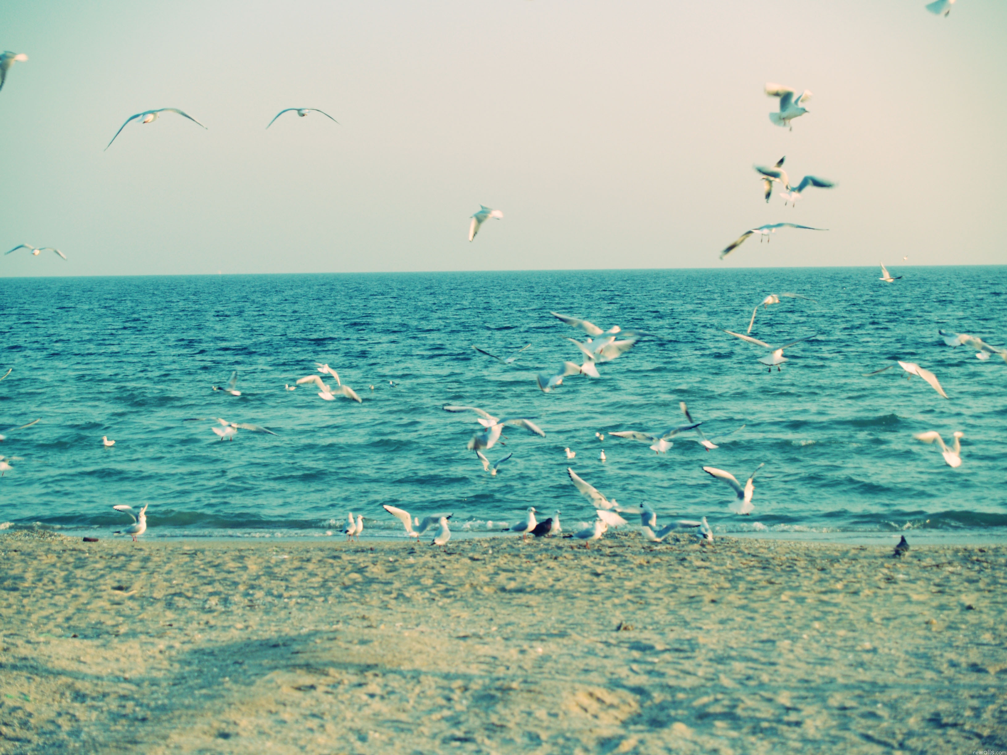 Download mobile wallpaper Bank, Shore, Waves, Animals, Seagulls, Sand, Sea for free.
