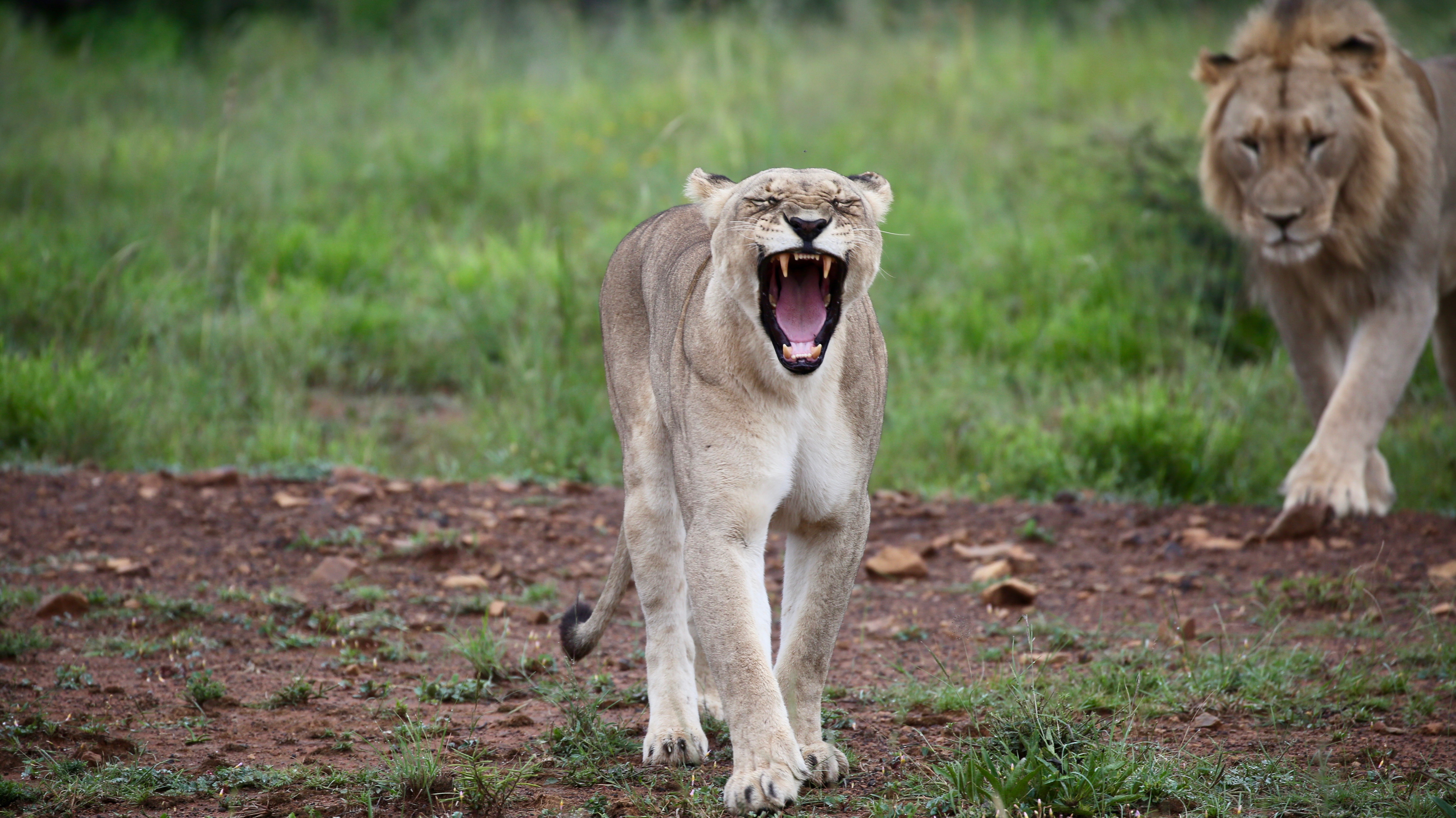 lioness, animals, predator, fangs, to fall, mouth