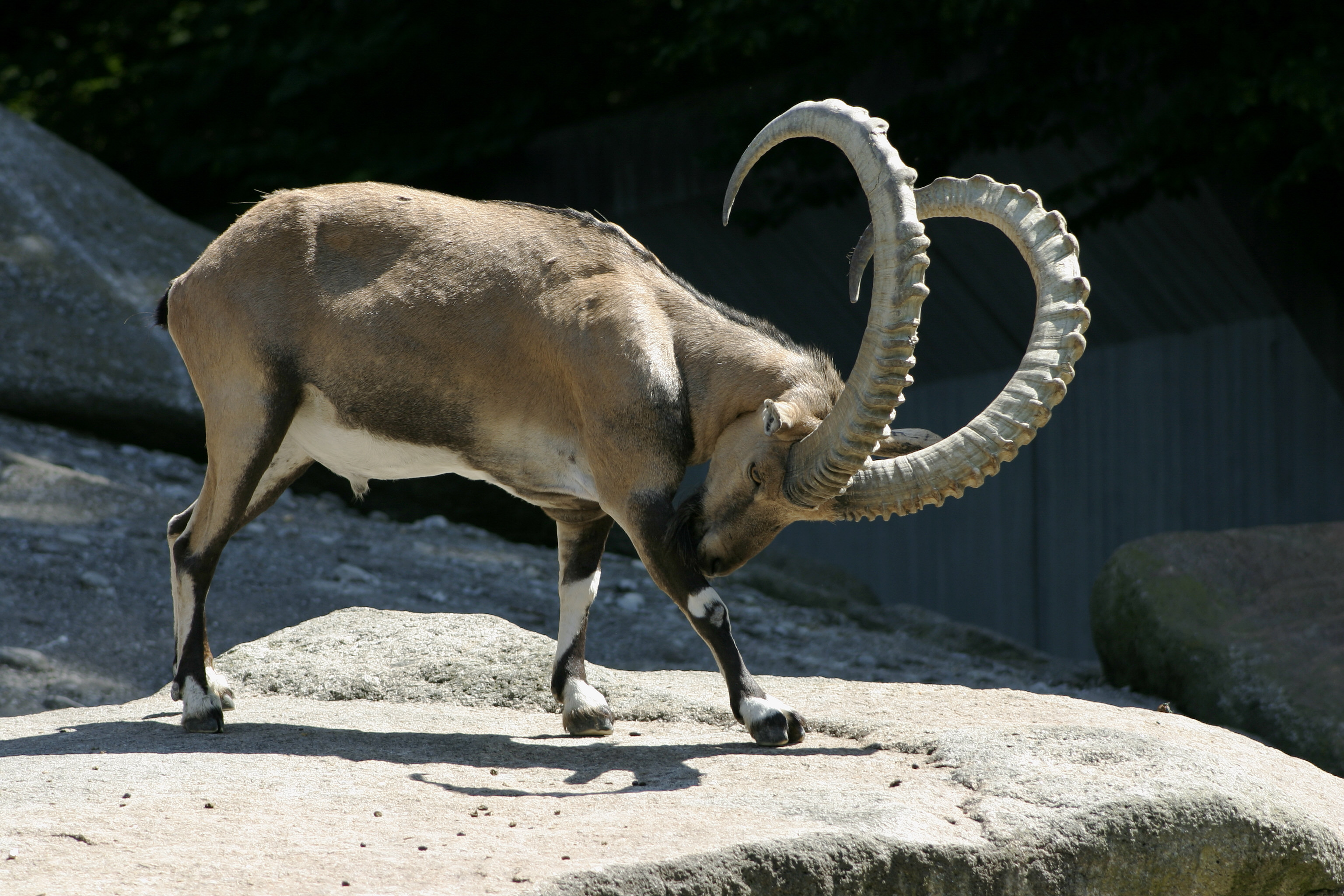 alpine ibex, animal HD wallpaper