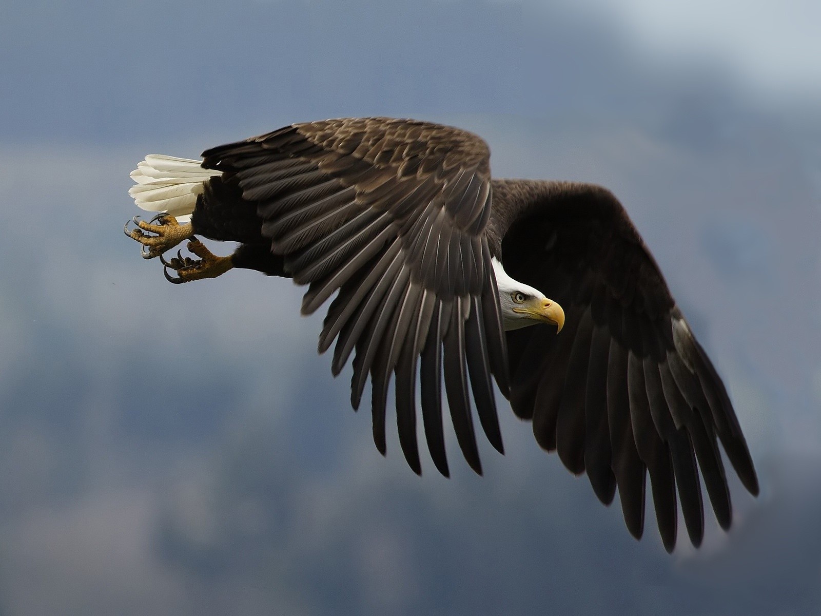 1436523 descargar imagen animales, pájaro, águila calva: fondos de pantalla y protectores de pantalla gratis