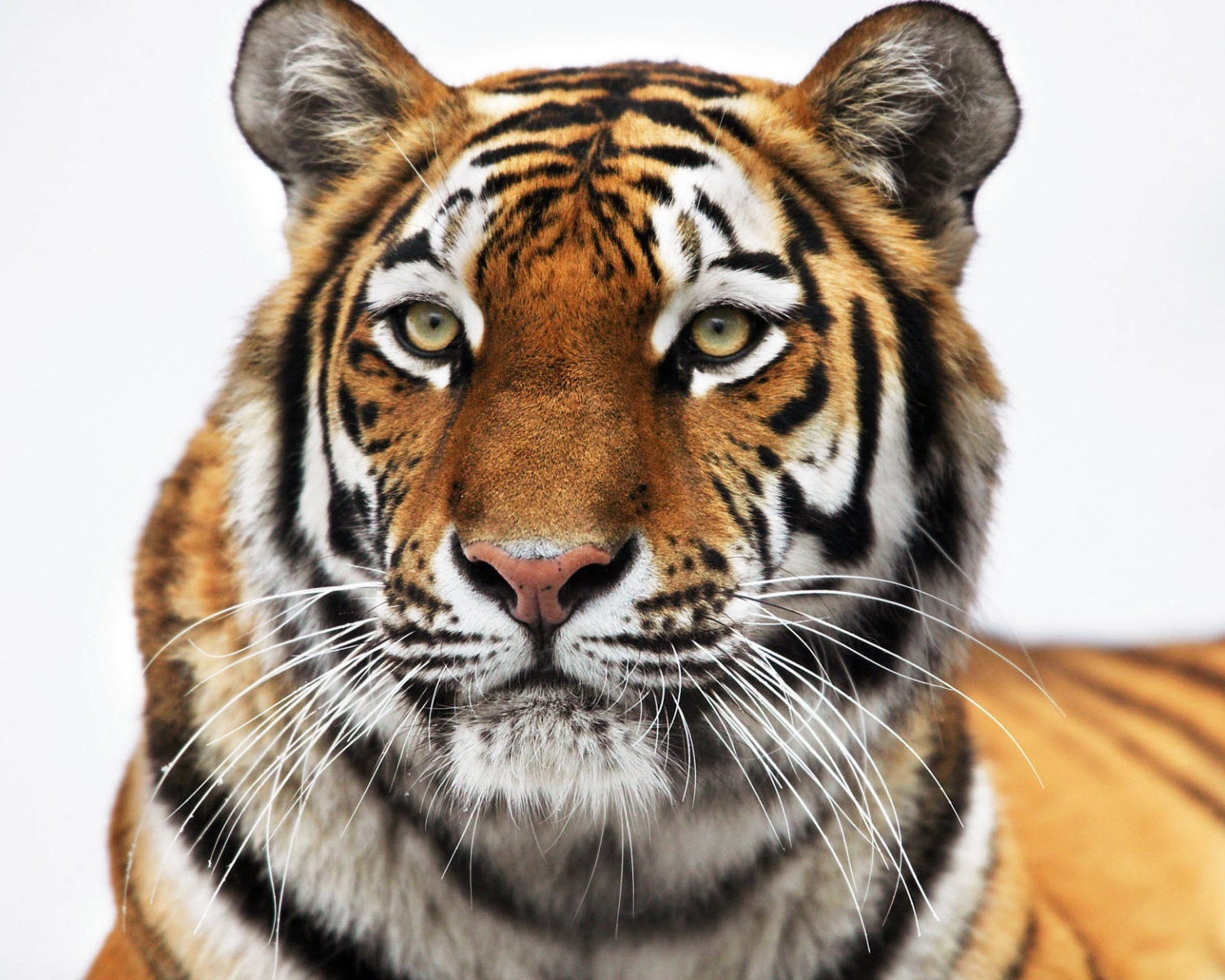 11724 завантажити шпалери тигри, тварини - заставки і картинки безкоштовно