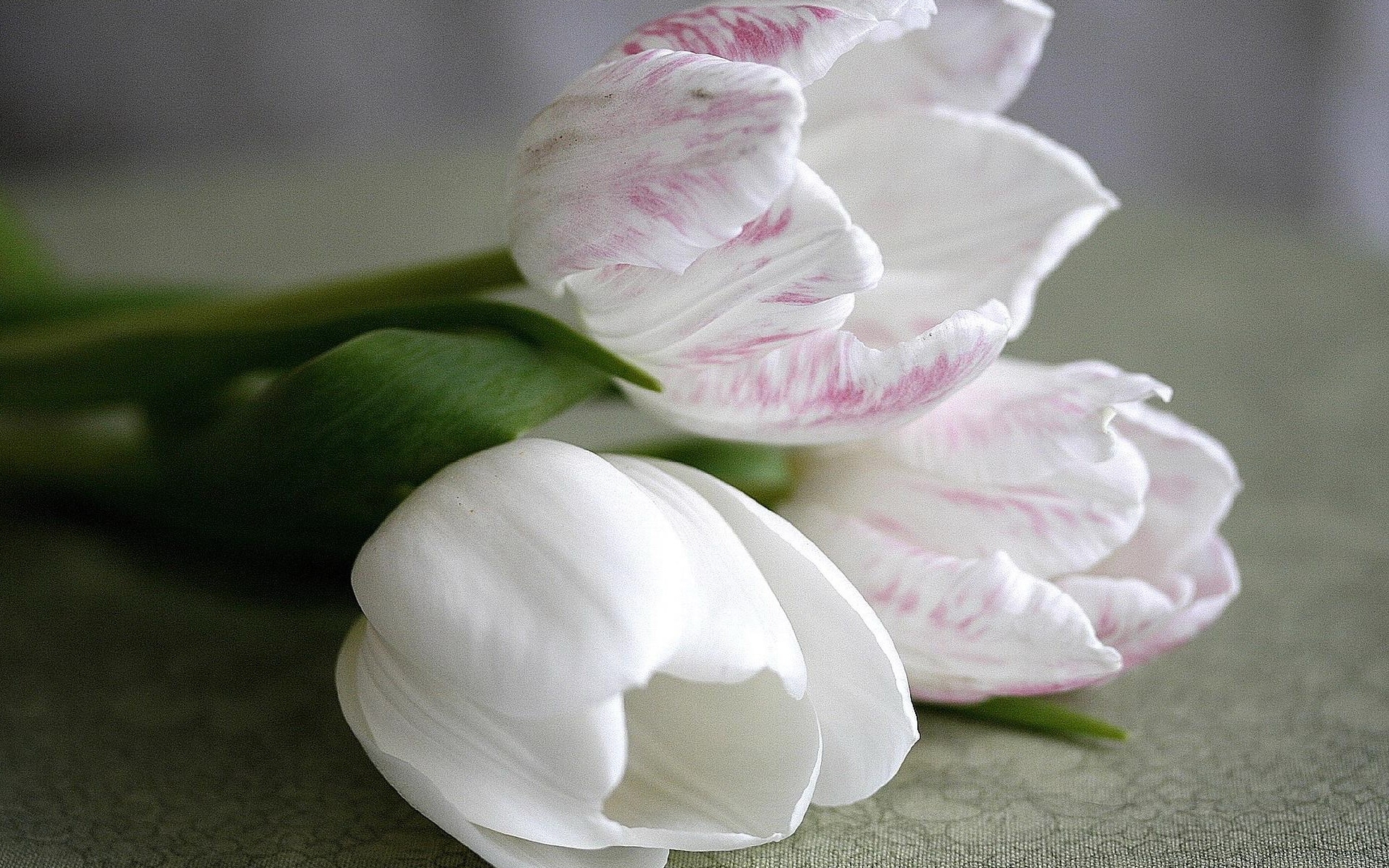 Téléchargez des papiers peints mobile Fleurs, Paysage, Tulipes, Plantes gratuitement.