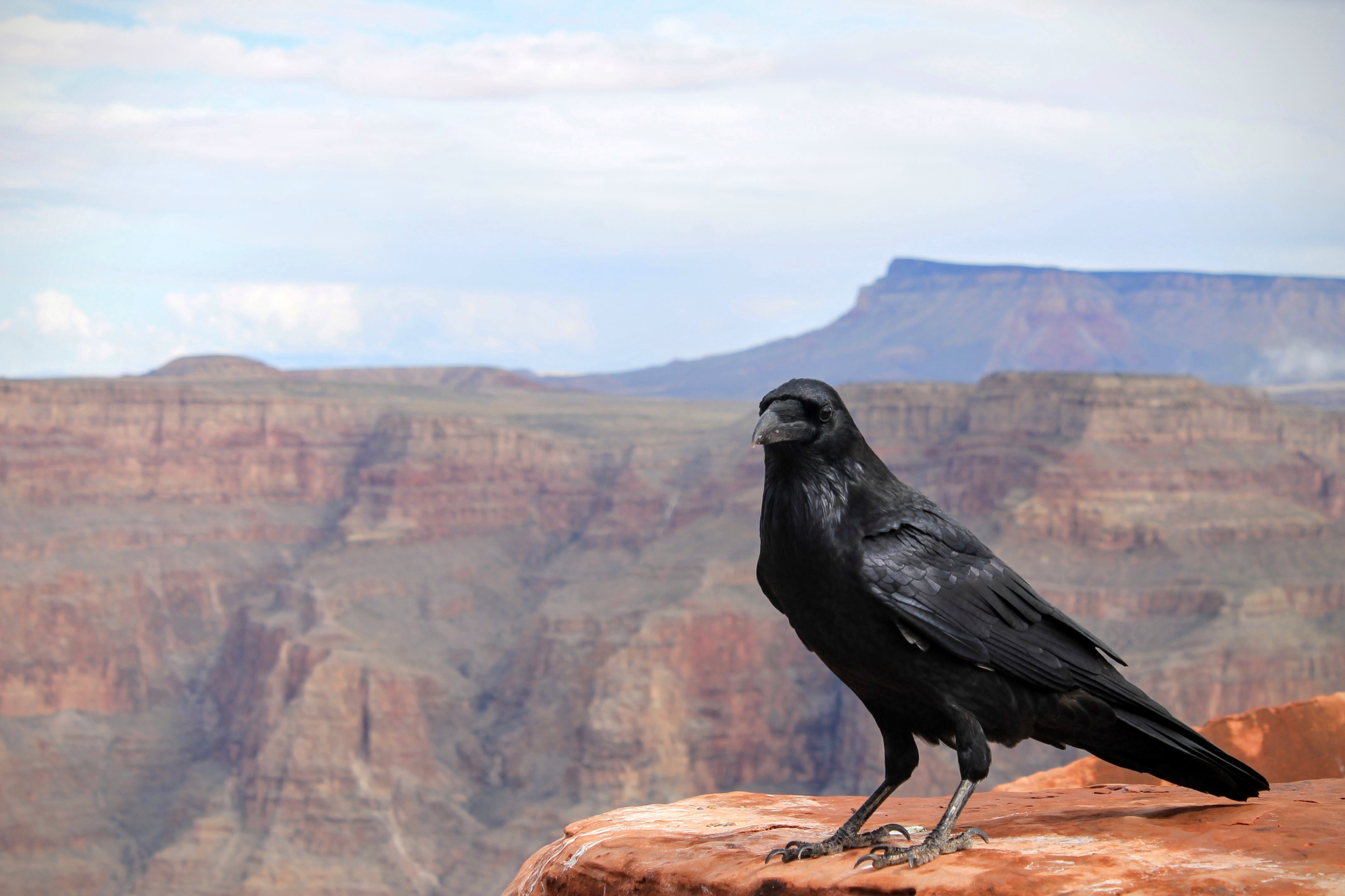 Free HD raven, animals, canyon, bird