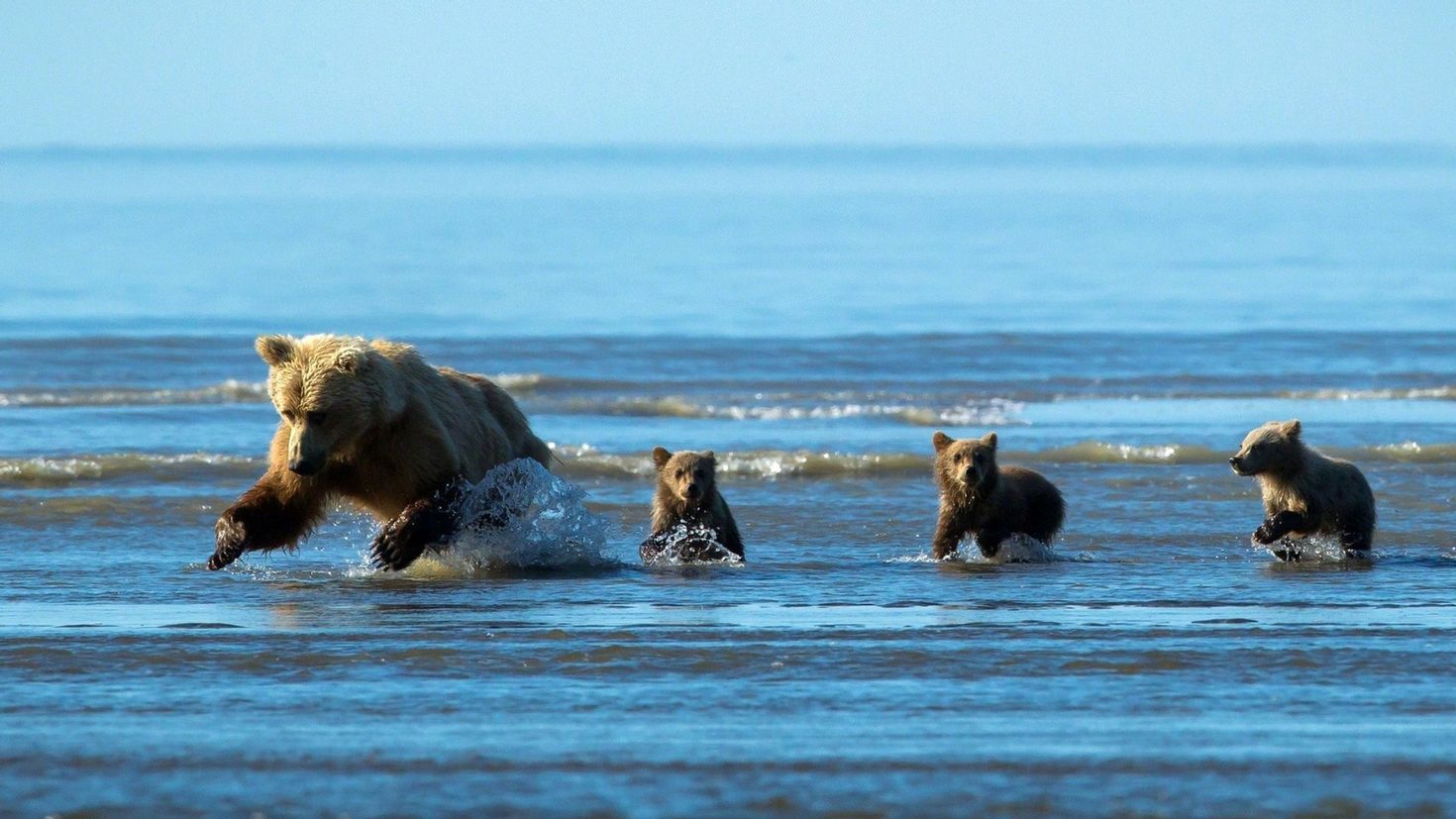 Медведь на Байкале