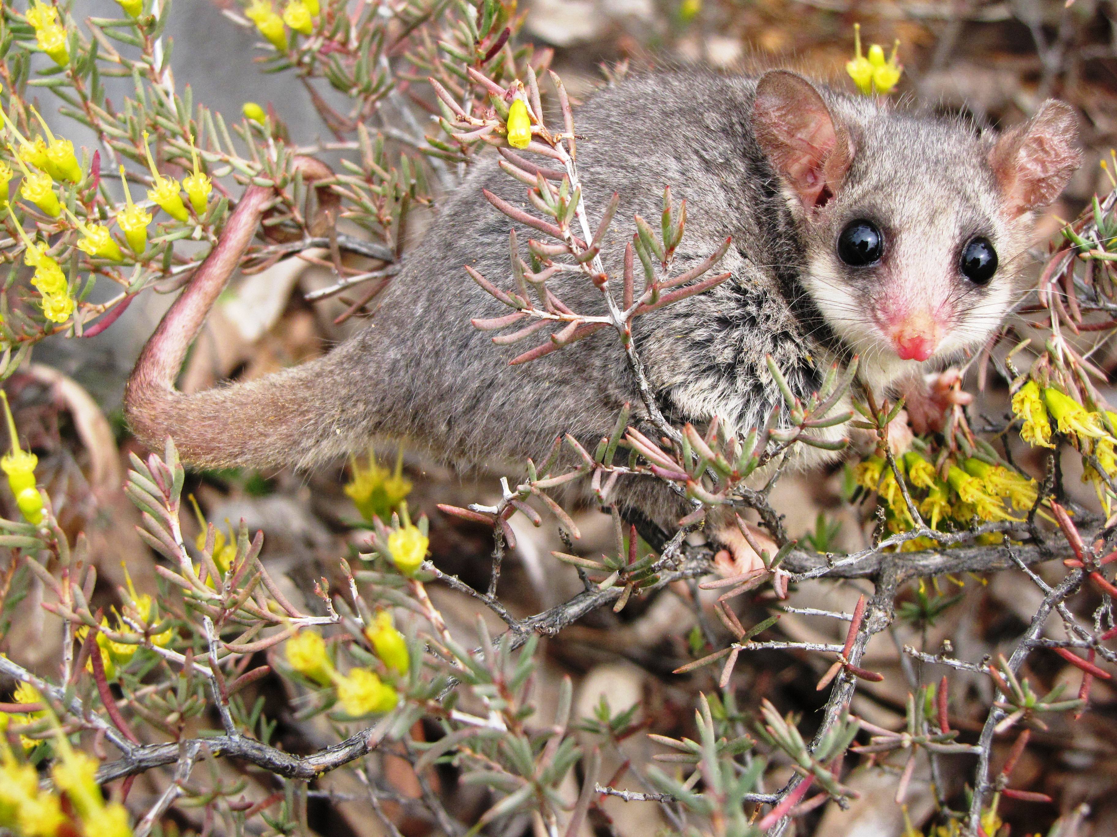 animal, possum, australia, eastern pygmy possum, marsupial Free Stock Photo