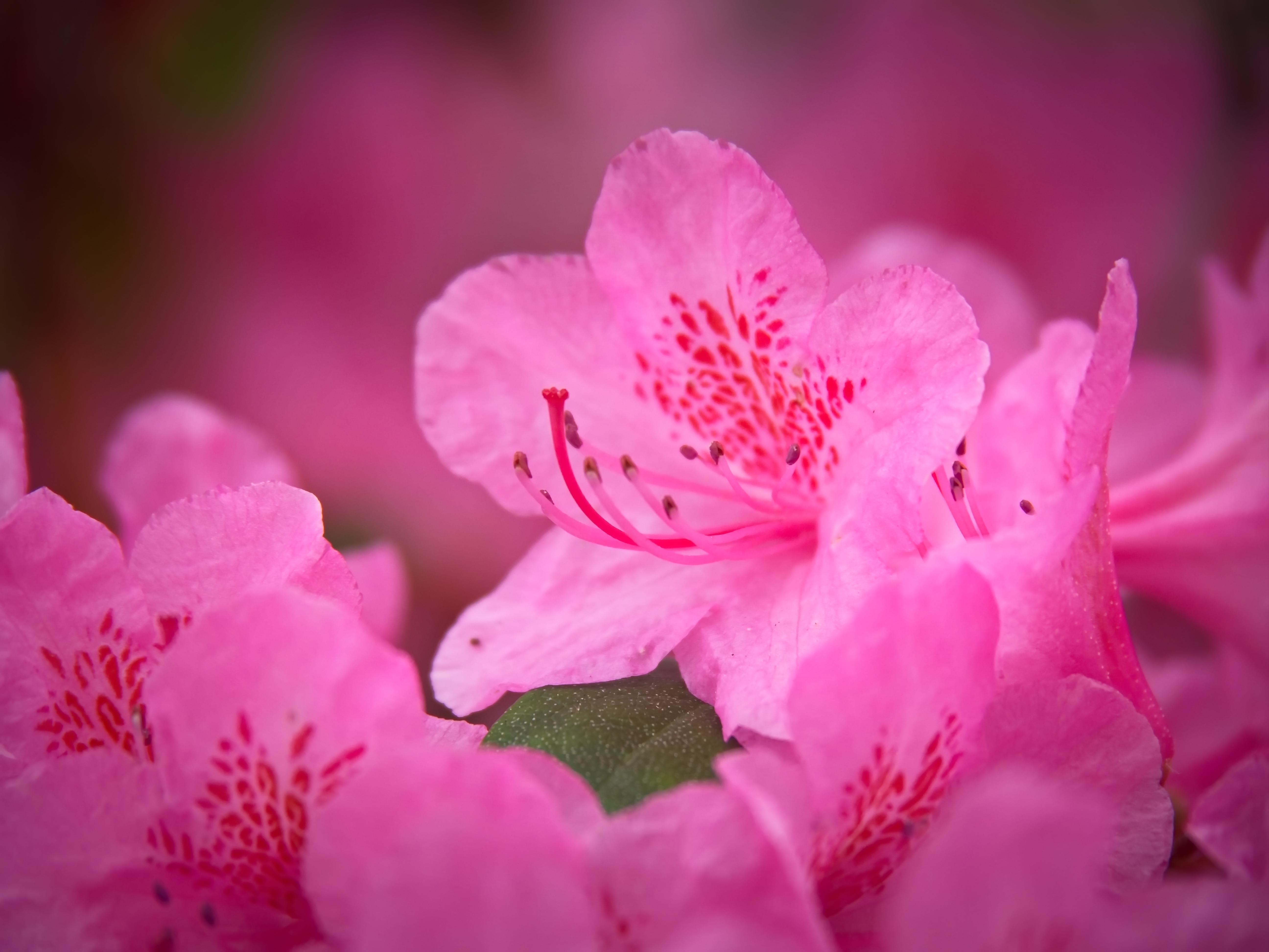 Free download wallpaper Flowers, Petals, Pink, Flower, Macro on your PC desktop