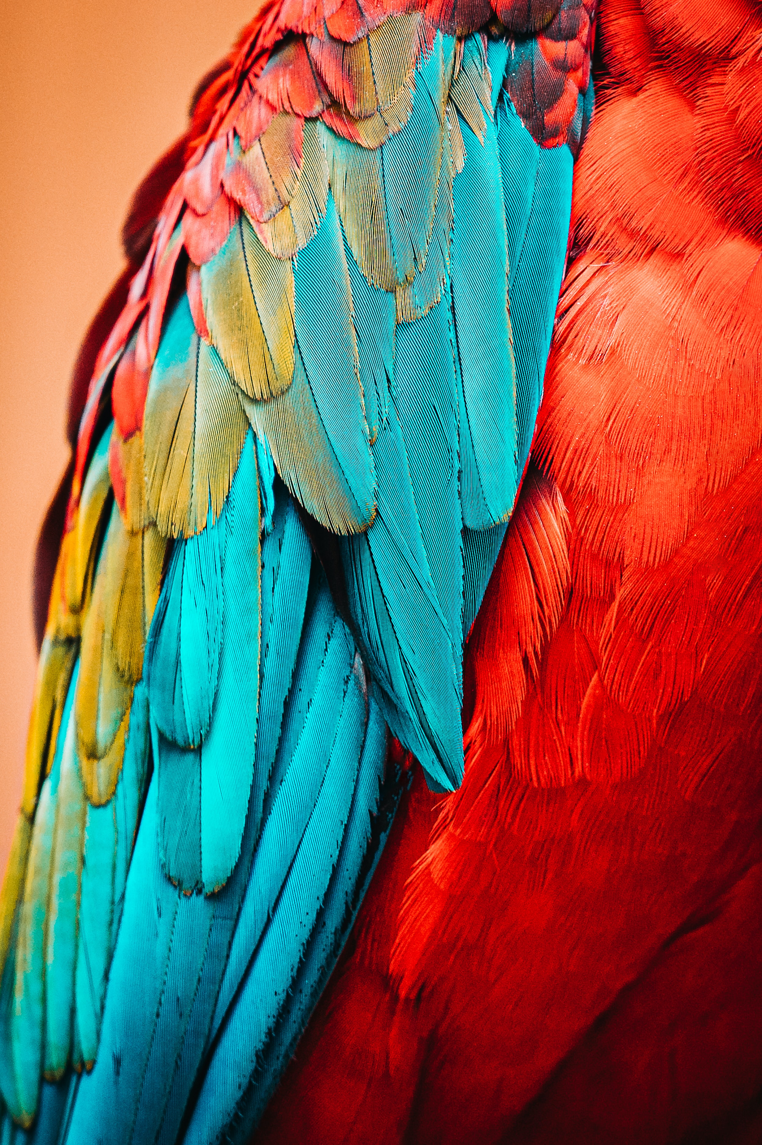 feather, parrots, animals, macro, bird
