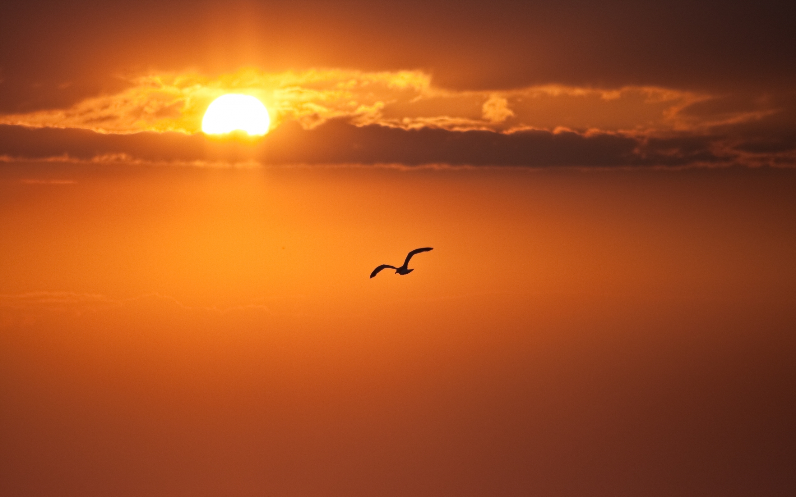 Download mobile wallpaper Animals, Sunset, Birds for free.
