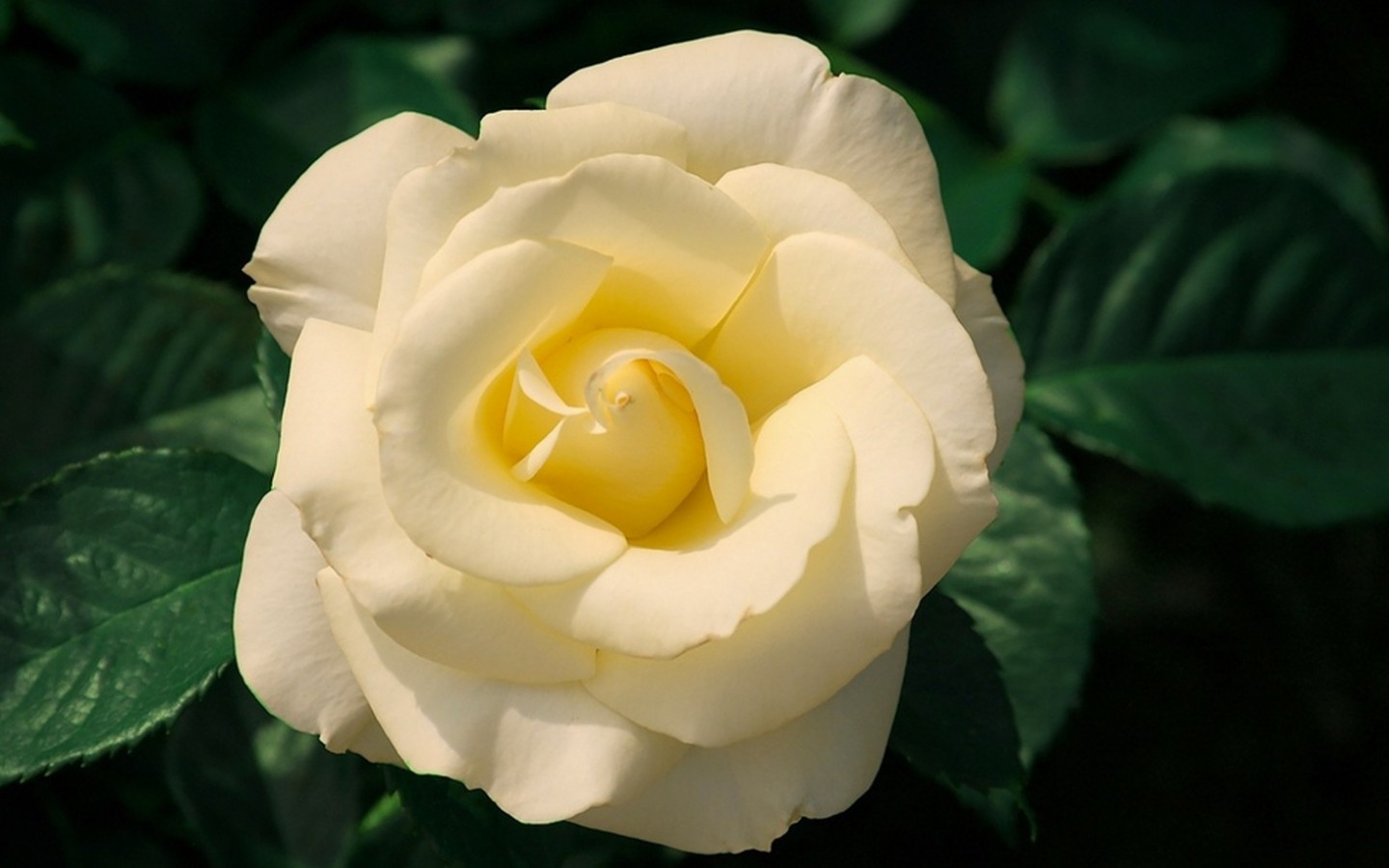 white flower, earth, rose, flower, leaf, white rose, flowers
