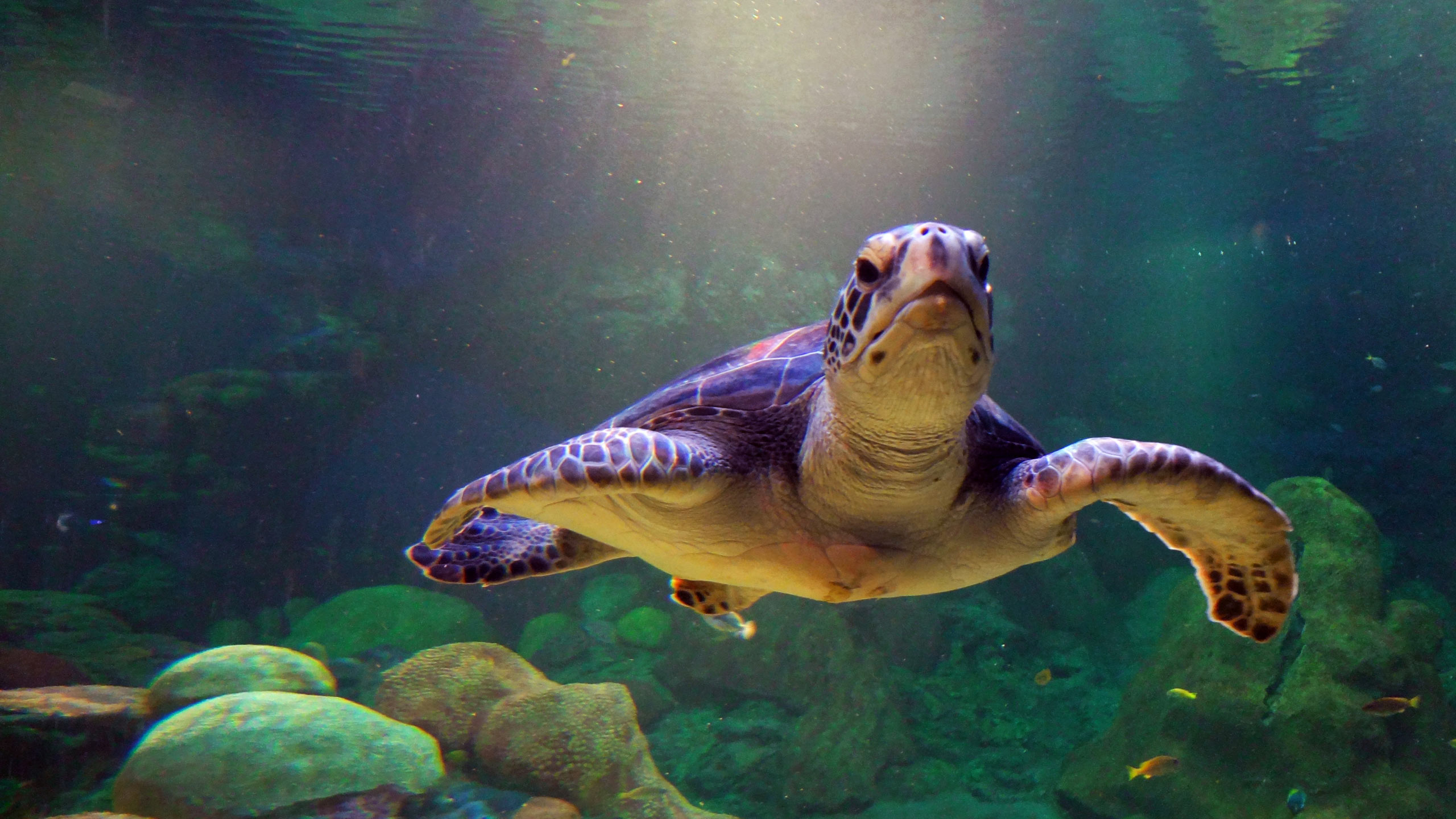 Download mobile wallpaper Turtle, Sea Turtle, Turtles, Animal for free.