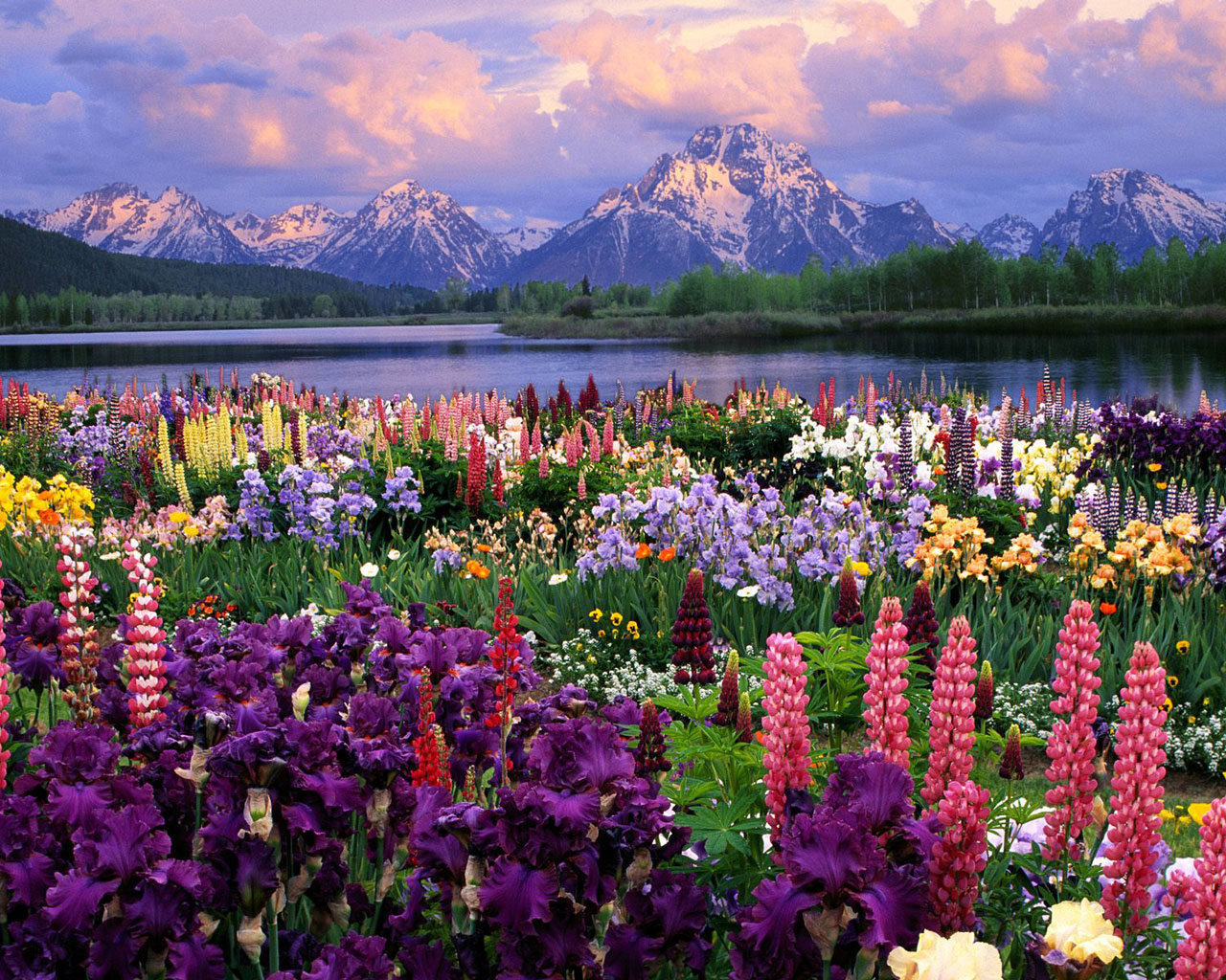 14470 descargar fondo de pantalla paisaje, flores, montañas, plantas: protectores de pantalla e imágenes gratis