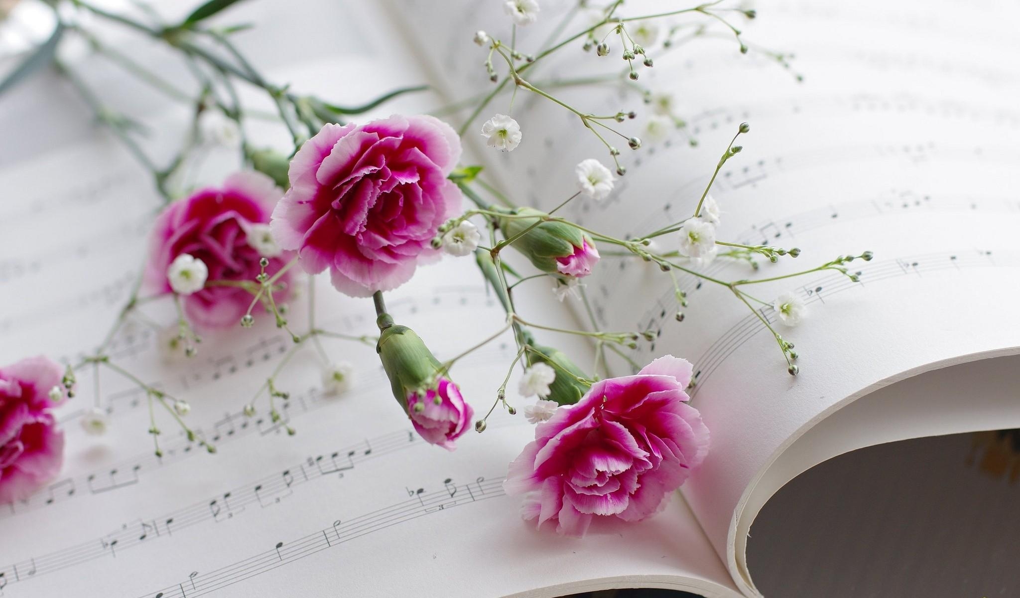 gipsophile, music, flowers, carnations, gypsophilus, notes