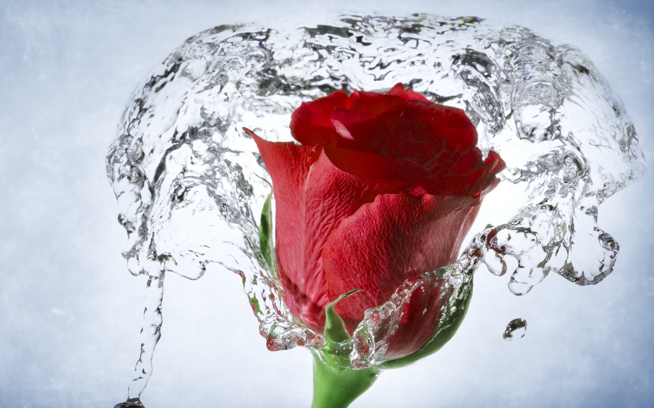 macro, red rose, flower, earth, rose, bud, water, flowers
