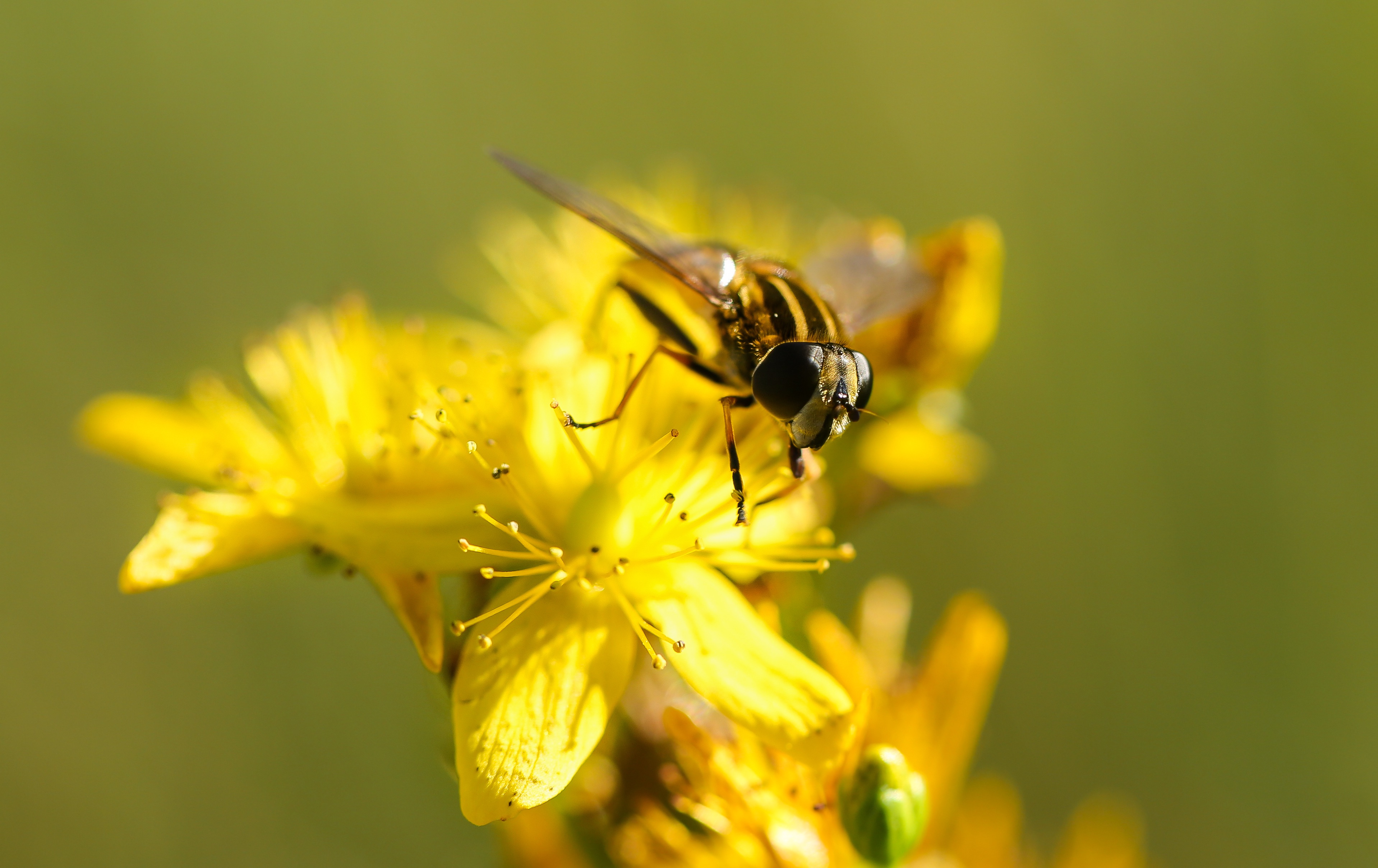 153802 descargar imagen amarillo, flor, macro, abeja, polinización: fondos de pantalla y protectores de pantalla gratis