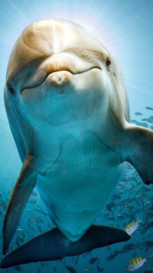 Baby Dolphin iPhone Wallpaper